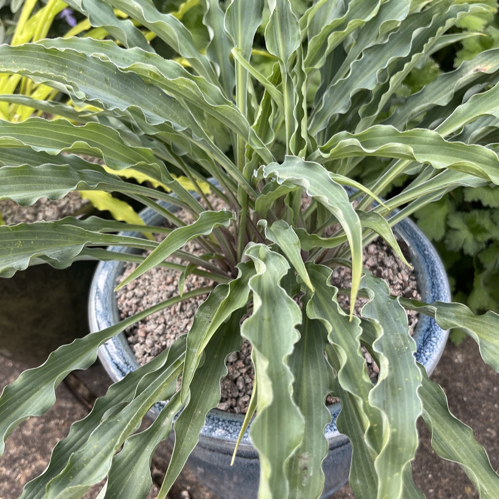 Thompson & Morgan Hosta Silly String 9cm Pot x 1