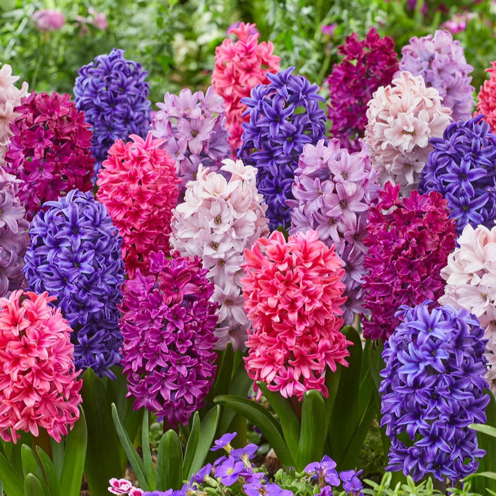 YouGarden Hyacinth 'Berries & Cream Mix' x20 Bulbs