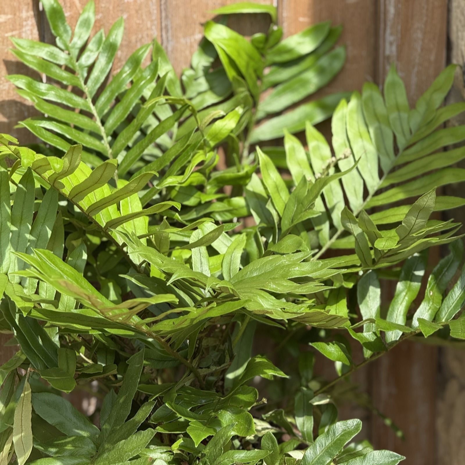 Plants 2 Gardens Blechnum Tabulare