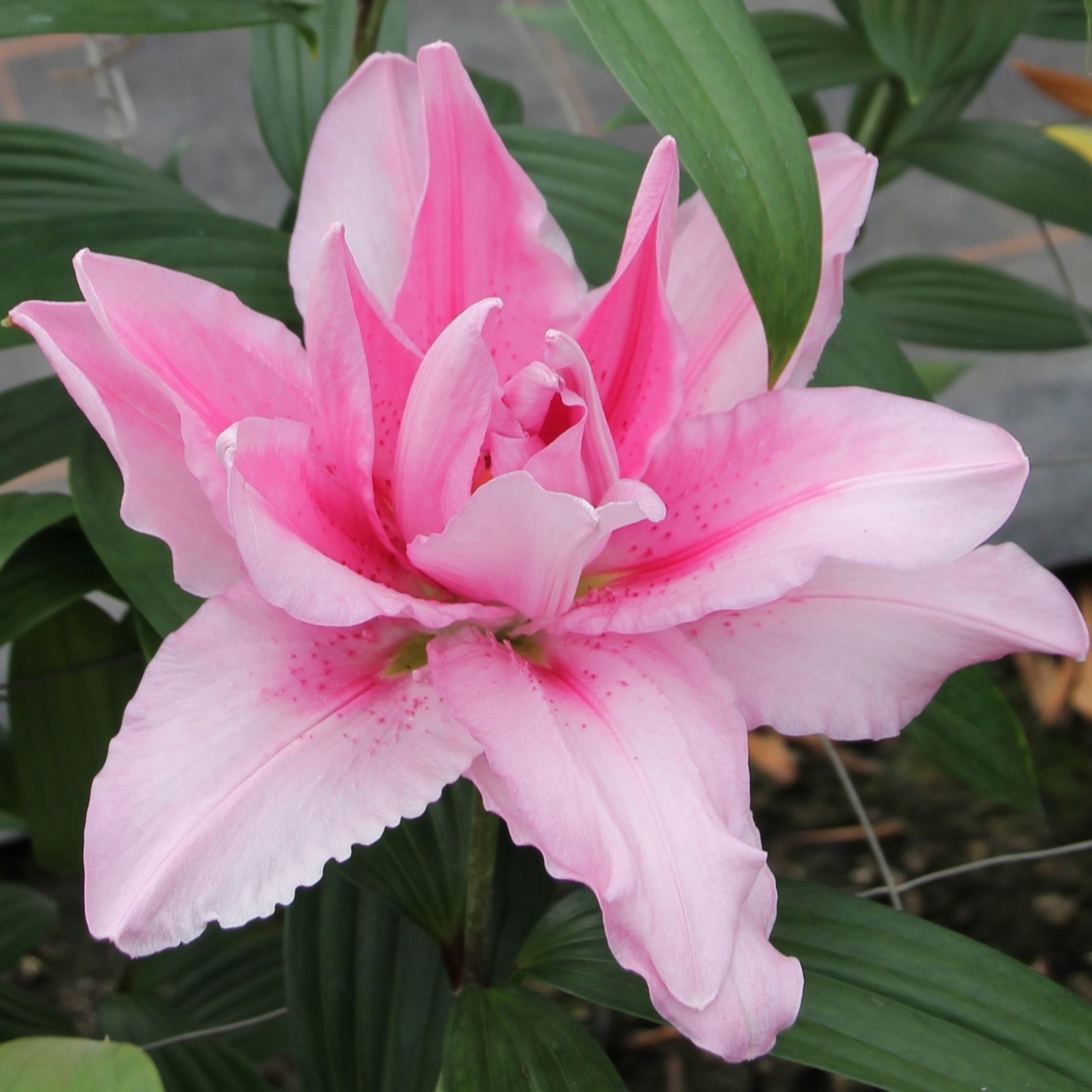 Richard Jackson Dinner Plate Pollen Free Liliy 5 Bulbs