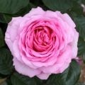 Plants2Gardens Ultra-Fragrant Rose Collection 3 x Bare Roots