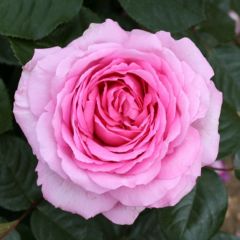 Plants2Gardens Ultra-Fragrant Rose Collection 3 x Bare Roots