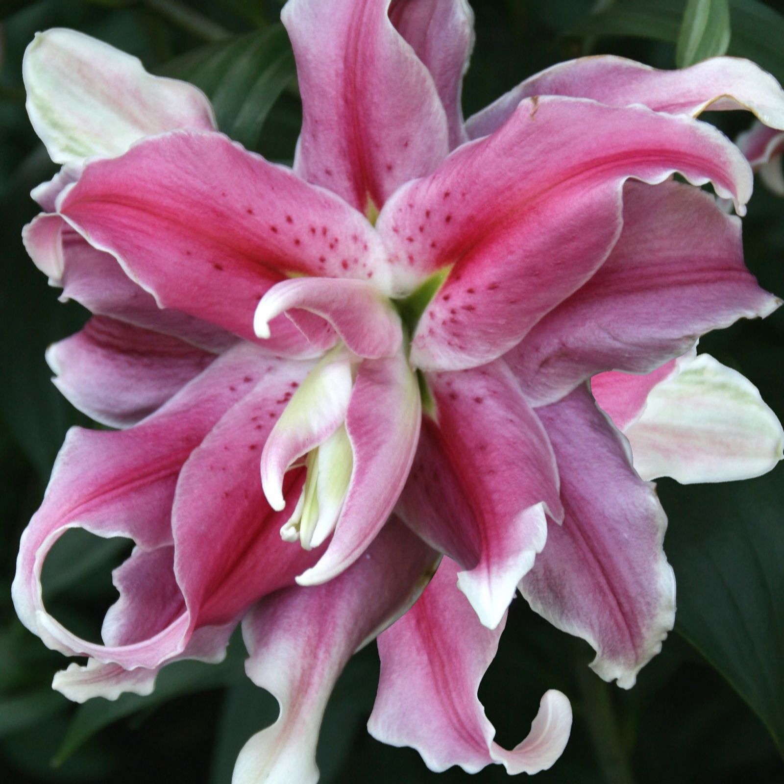 Thompson & Morgan Lily Double Oriental Distant Drum 3 Bulbs