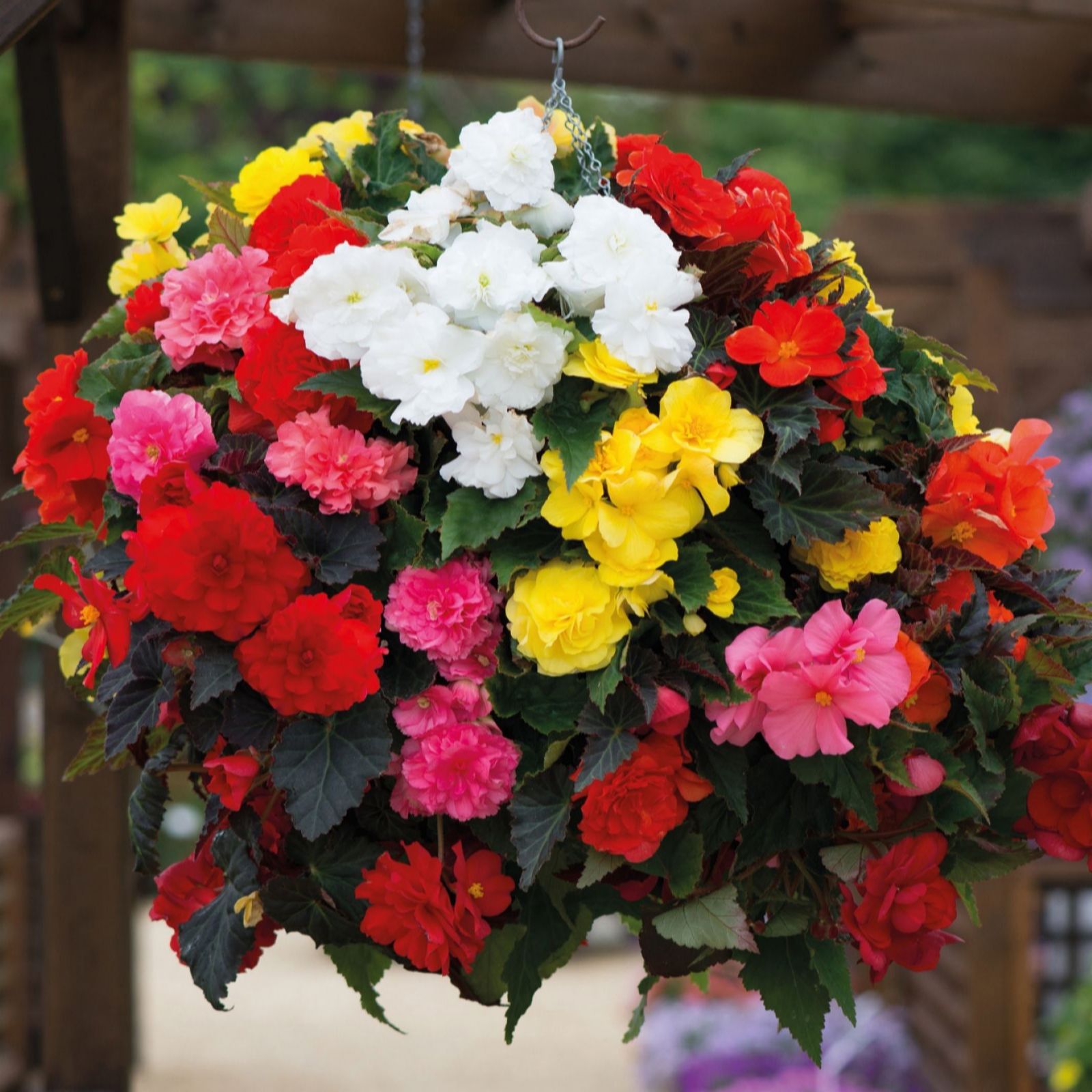 Thompson & Morgan Begonia Non Stop 'Exclusive T&M Mix' Garden Ready x12 +