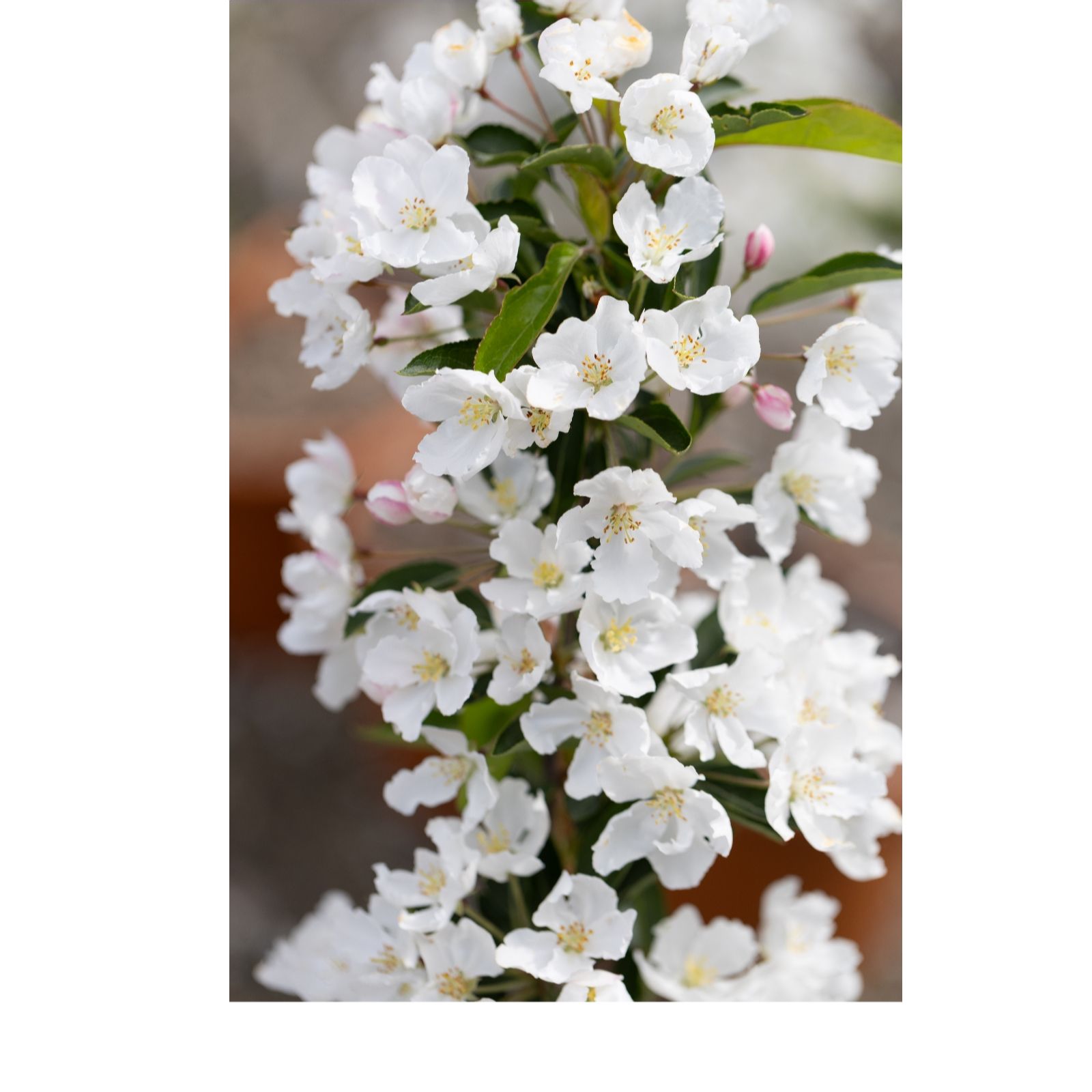 Frank P Matthews Malus Admiration in 12 Litre Container