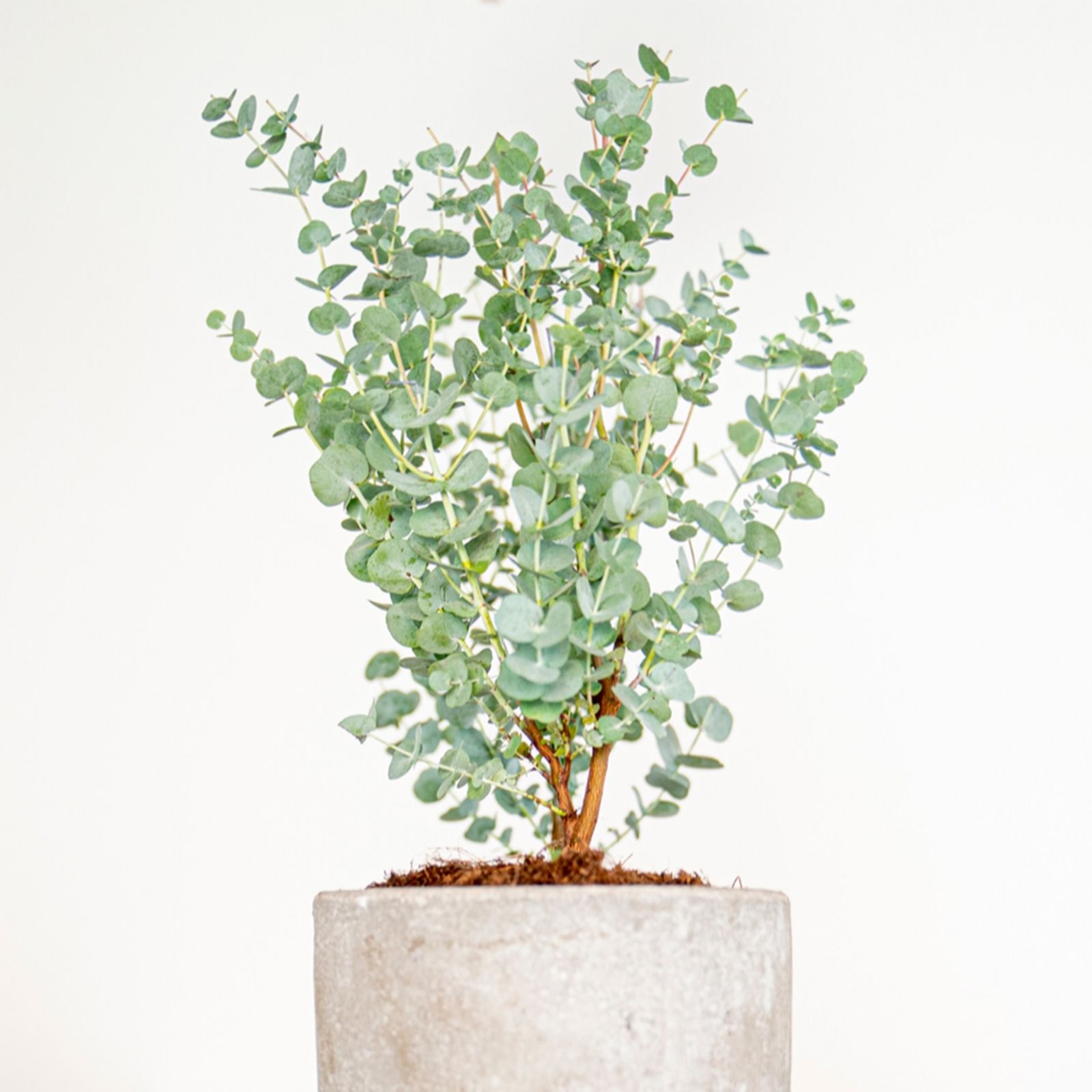 YouGarden Eucalyptus gunnii 'Azura' in a 15cm pot