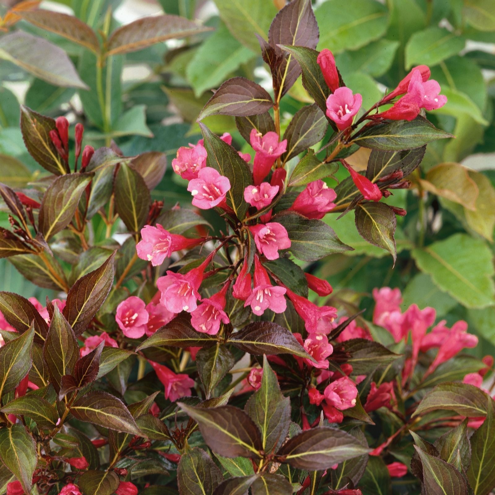 Plants2Gardens Weigela Arabian Nights 4.5L