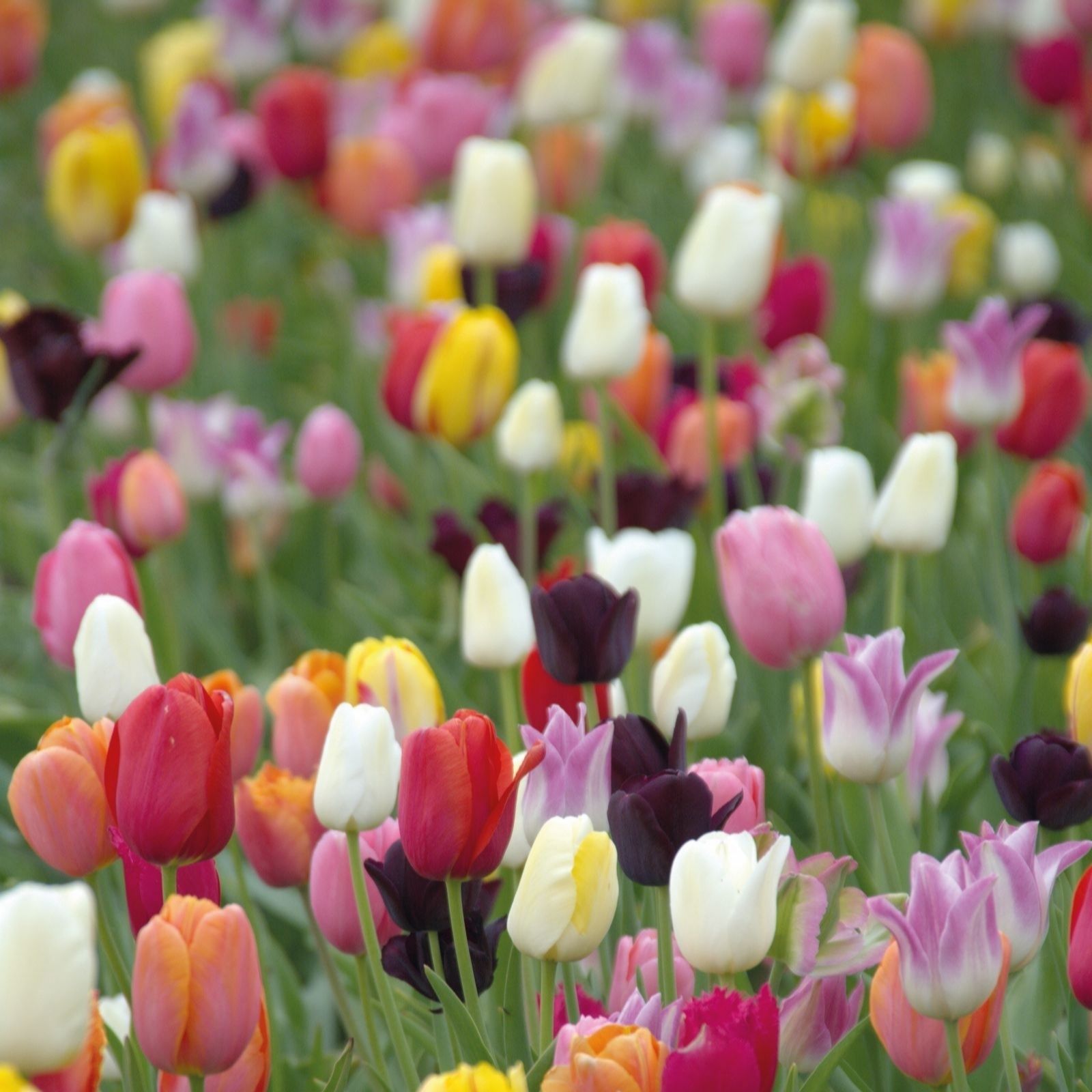 Thompson & Morgan Tulip Everlasting Mixed 64 Bulbs