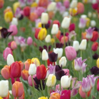 Thompson & Morgan Tulip Everlasting Mixed 64 Bulbs
