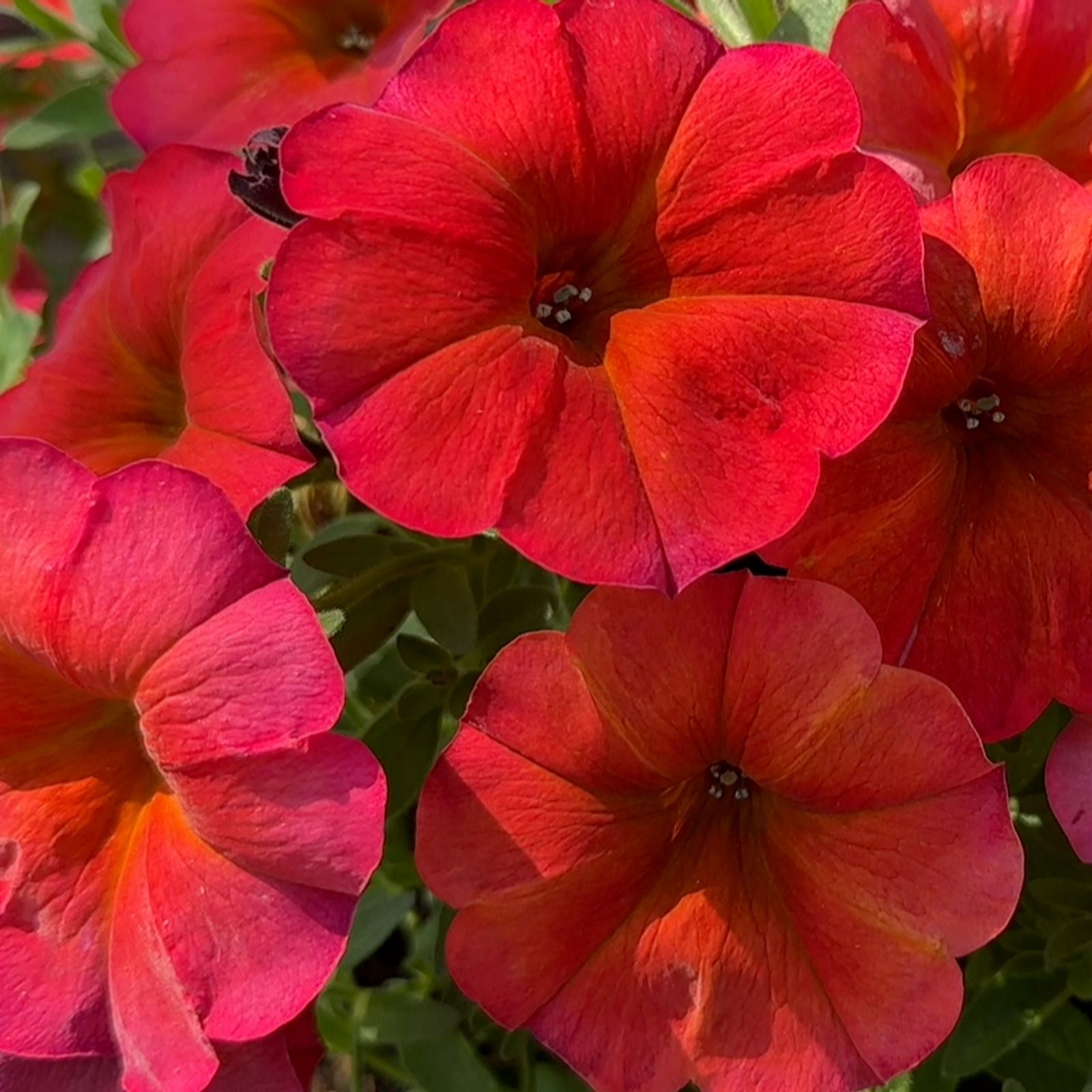 Richard Jackson`s Nursery Fresh Beautical Petunias 5 x 6cm Garden Ready