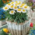 Plants2Gardens Leucanthemum 3 x 2ltr