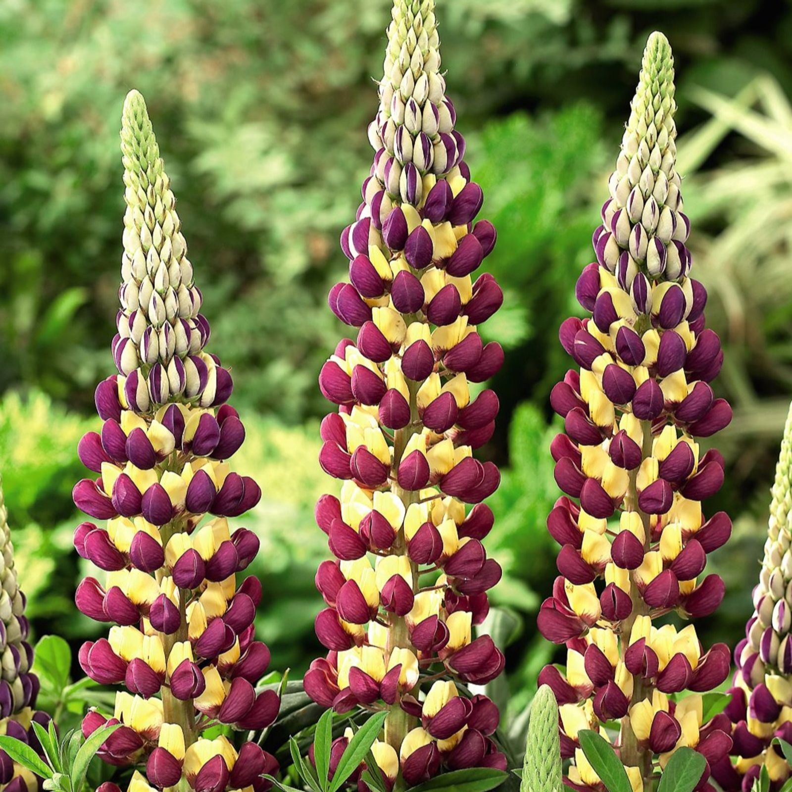 Thompson & Morgan Lupin West Country 3 Litre Pot x 1