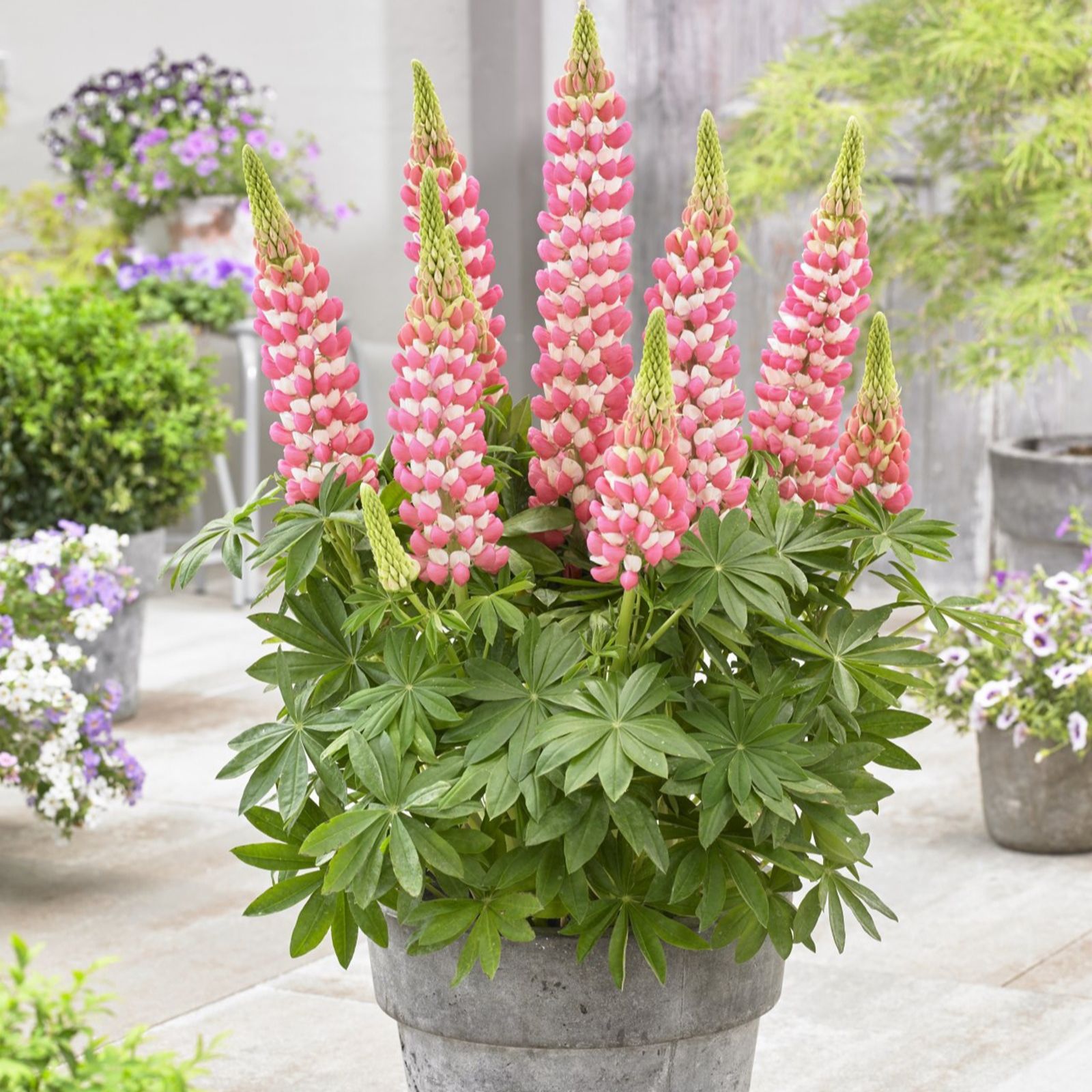 Thompson & Morgan Lupin West Country 3 Litre Pot x 1