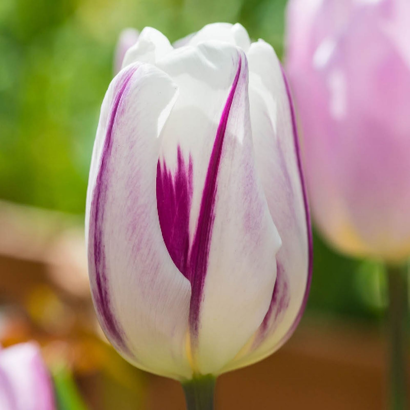 YouGarden Tulip 'Flaming Flag 'x24 bulbs