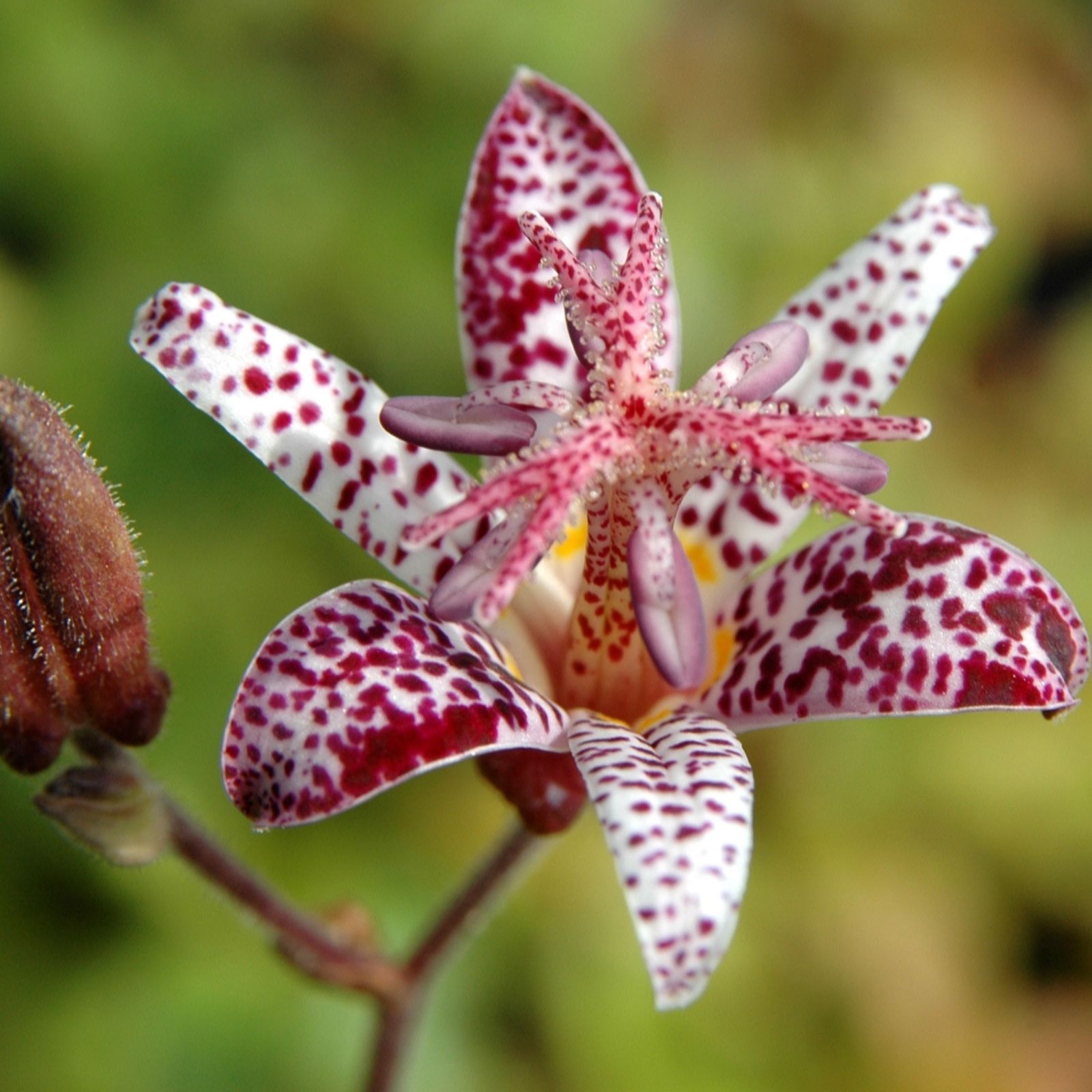 Plants 2 Gardens Tricyrtis Formosana