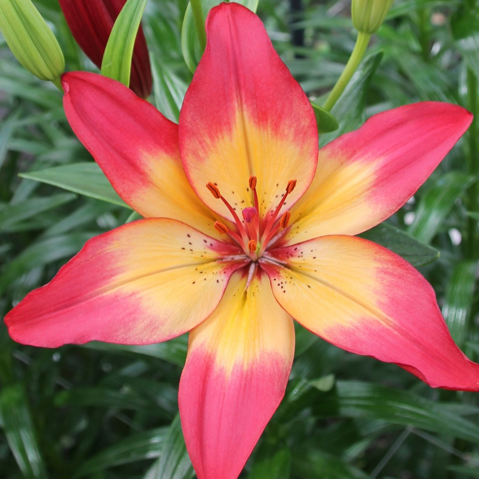  Richard Jackson Lily Heartstrings 5 Bulbs