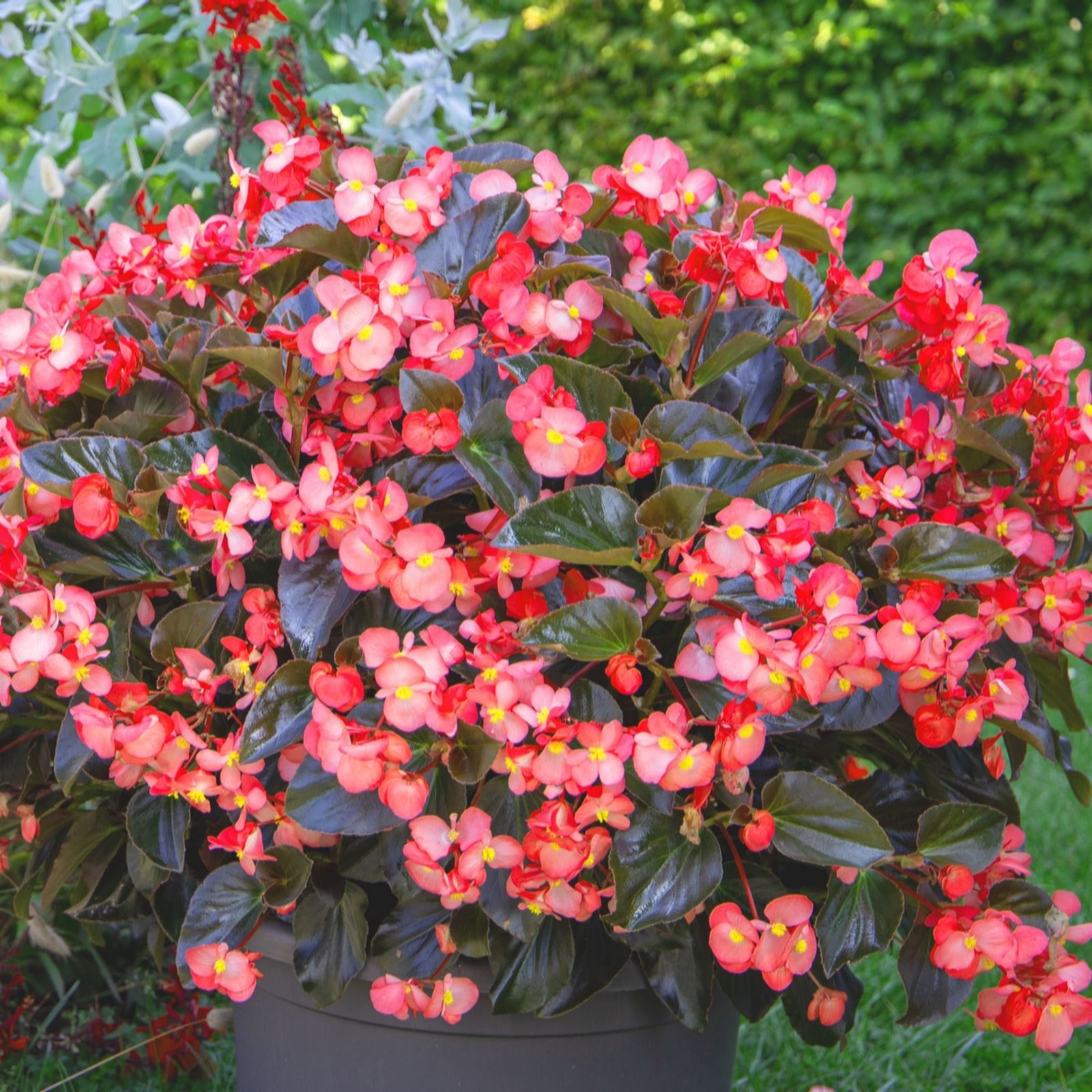 Plants2Gardens Begonia Dragon Collection 10 x 9cm