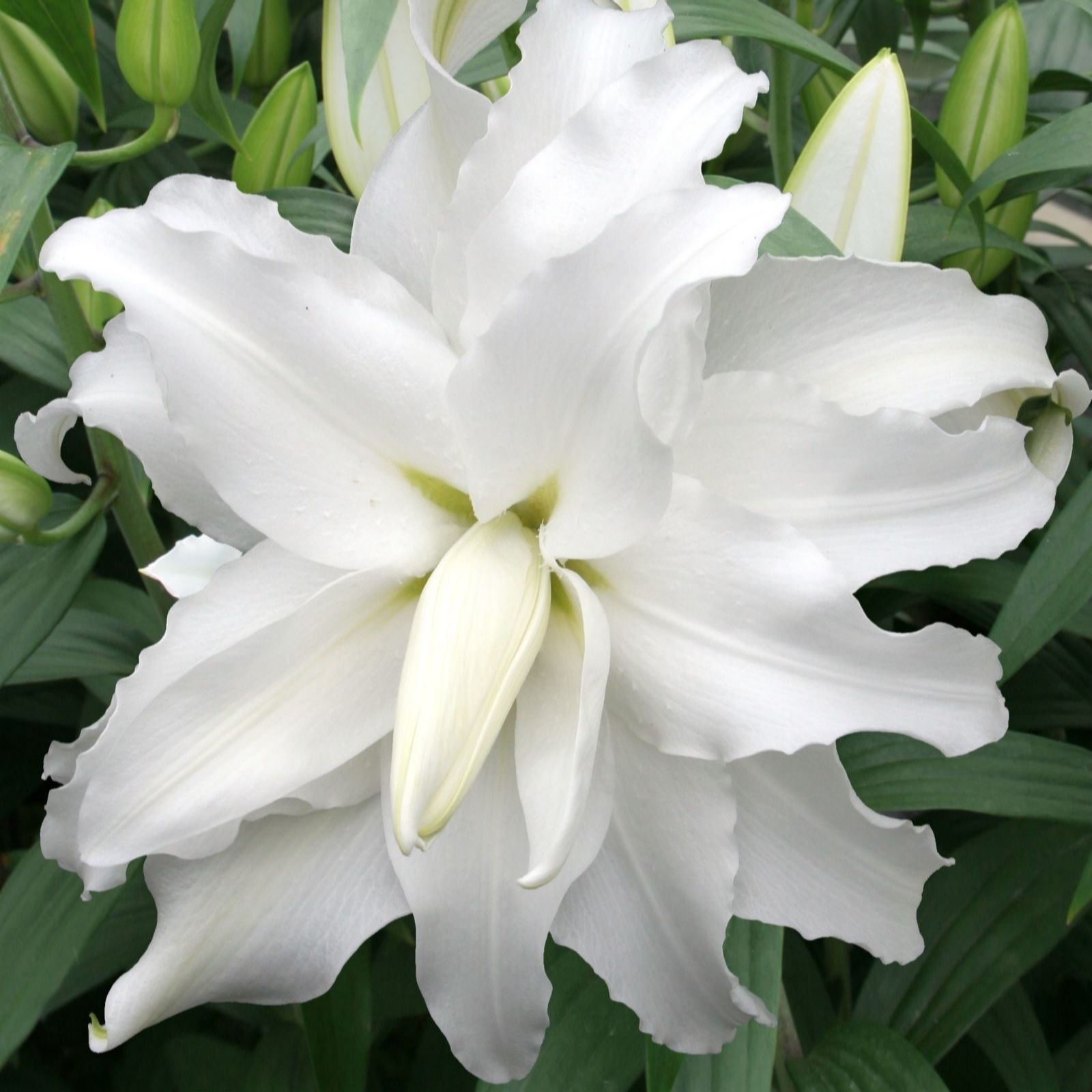Thompson & Morgan Lily Double Oriental My Wedding 3 Bulbs