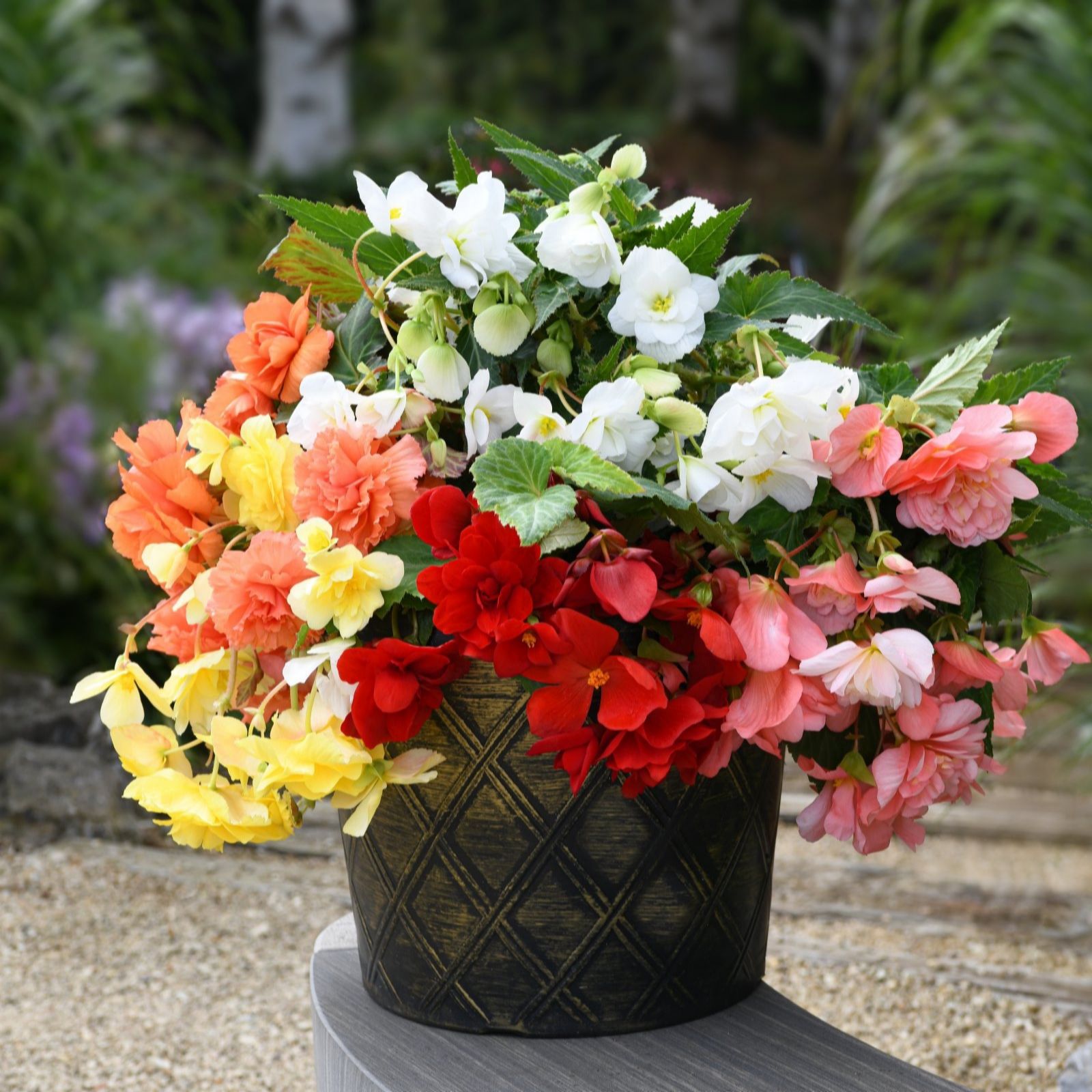 Thompson & Morgan Begonia Sun Dancer Mix Garden Ready x 12 + Incredibloom