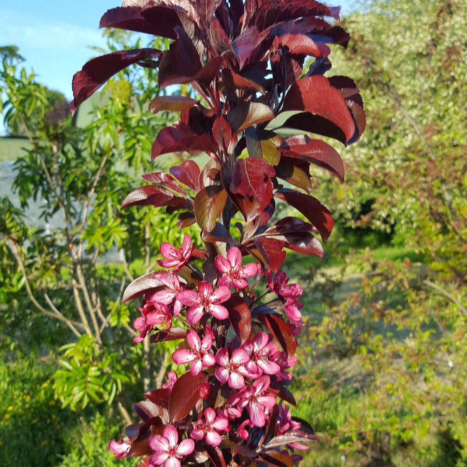 Frank P Matthews Malus ArosTM in 12 Litre Container