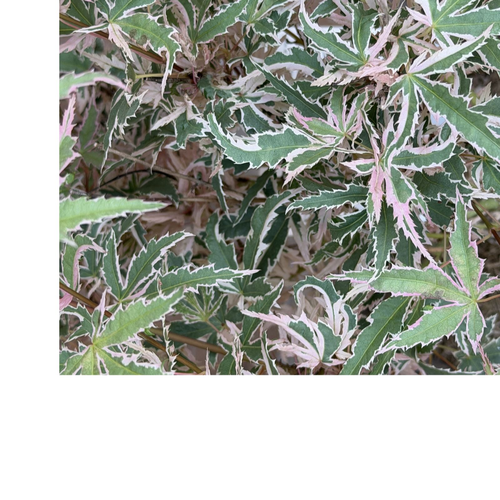 Plants 2 Gardens Acer Iyoshi 4.5ltr