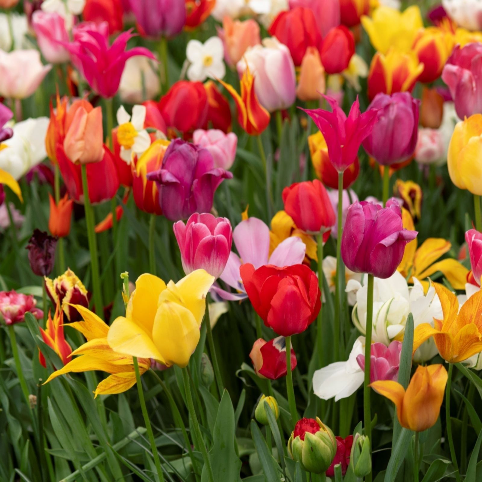 Thompson & Morgan Tulip Majestic Mix 50 Bulbs