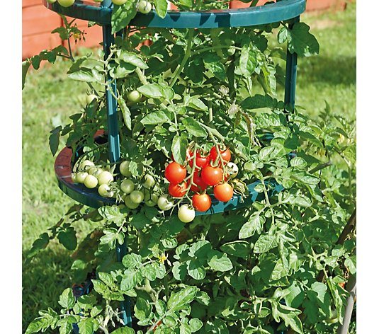 Thompson & Morgan Tomato Rubylicious 4cm Plug x 3 1 Tomato Growing Support