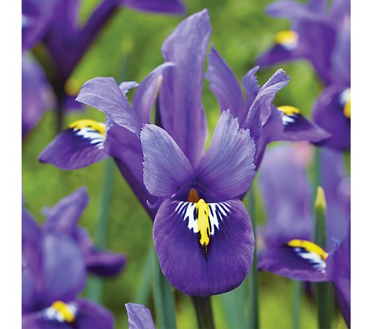 de Jager Stunning Spring Dwarf Iris 24x 6+ Sized Bulbs