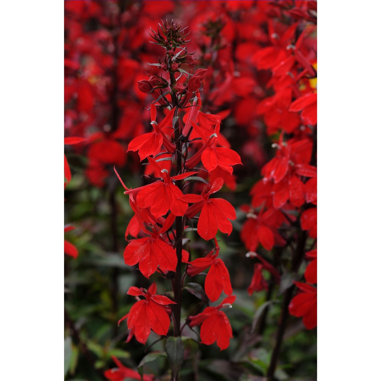 Plants2Gardens Lobelia Starship Collection 6 x 6cm