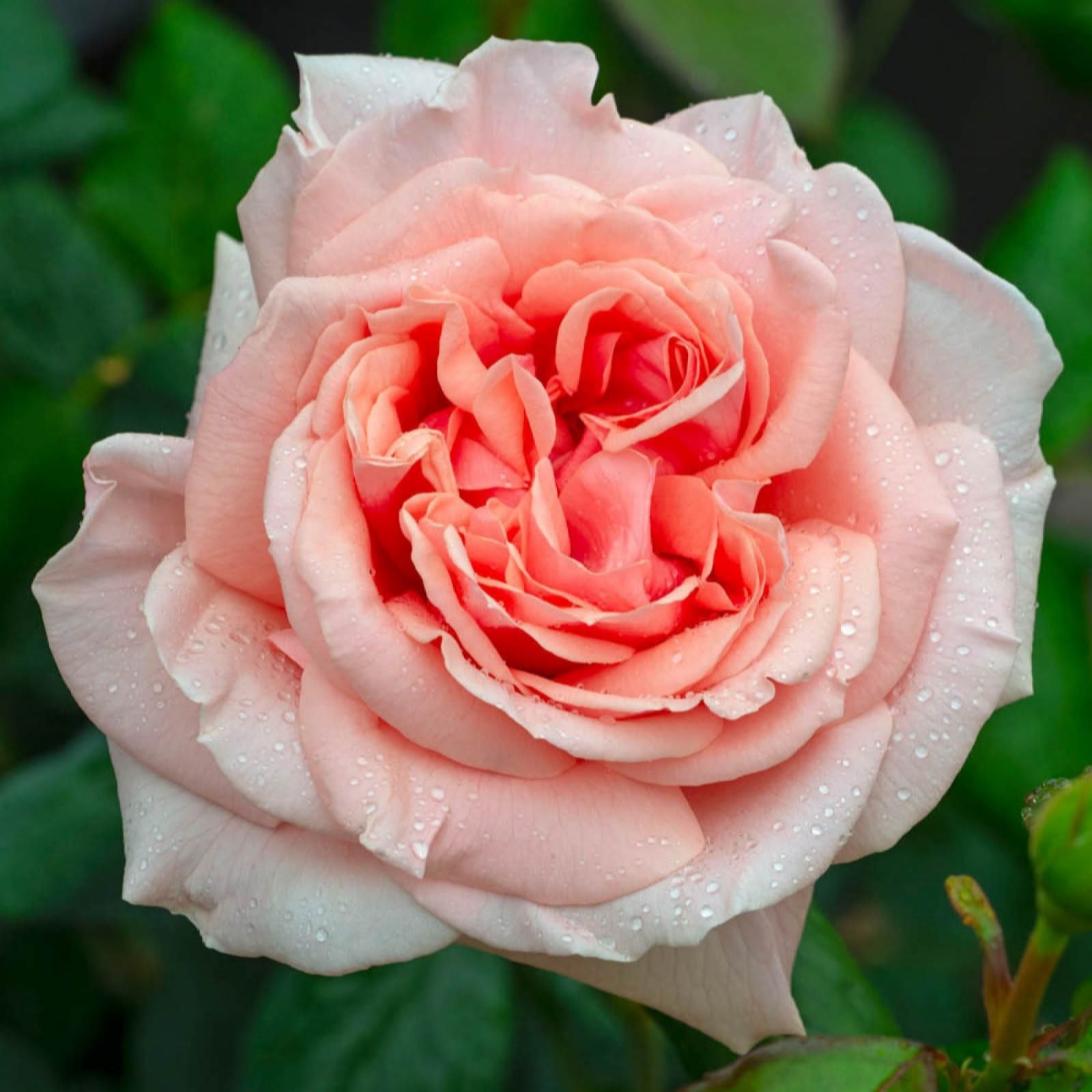 Harkness Roses Rose 'It's a Wonderful Life' in a 3L-4L pot