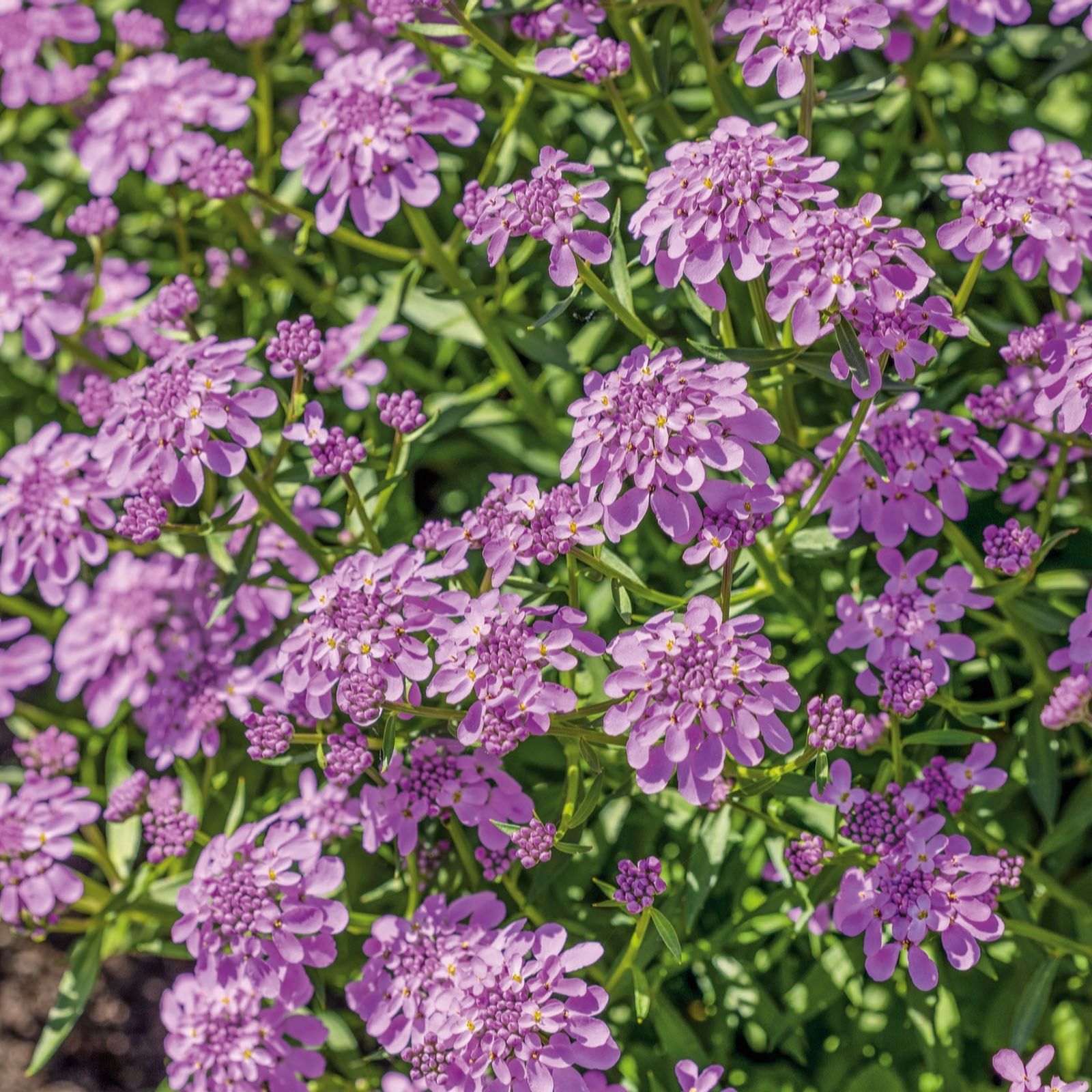 Plants2Gardens Iberis Mermaid Lavender 3 x 2ltr