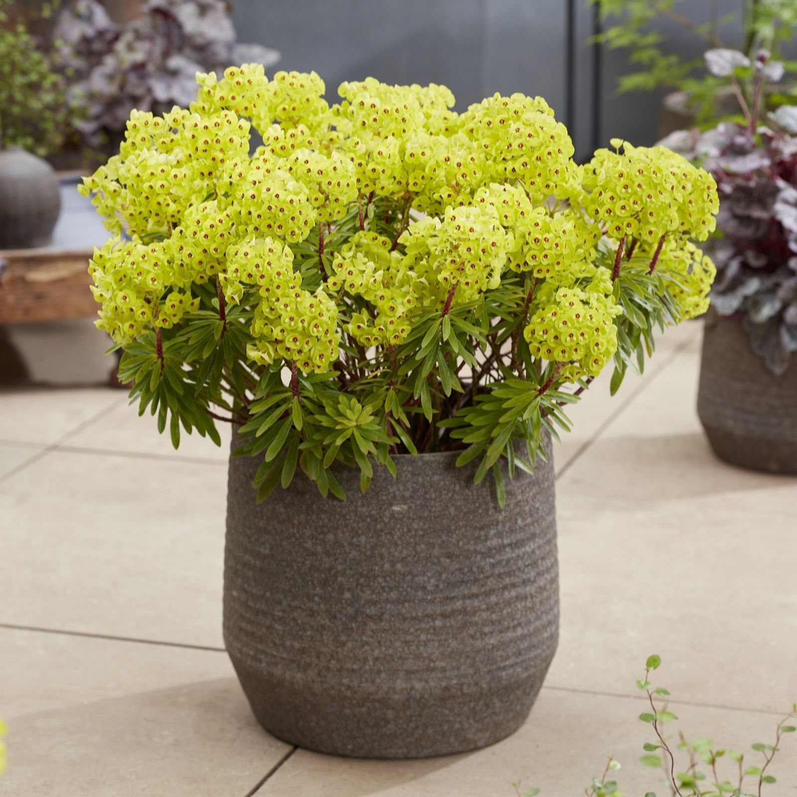 Thompson & Morgan Euphorbia martinii Little Treasure 9cm pot x3