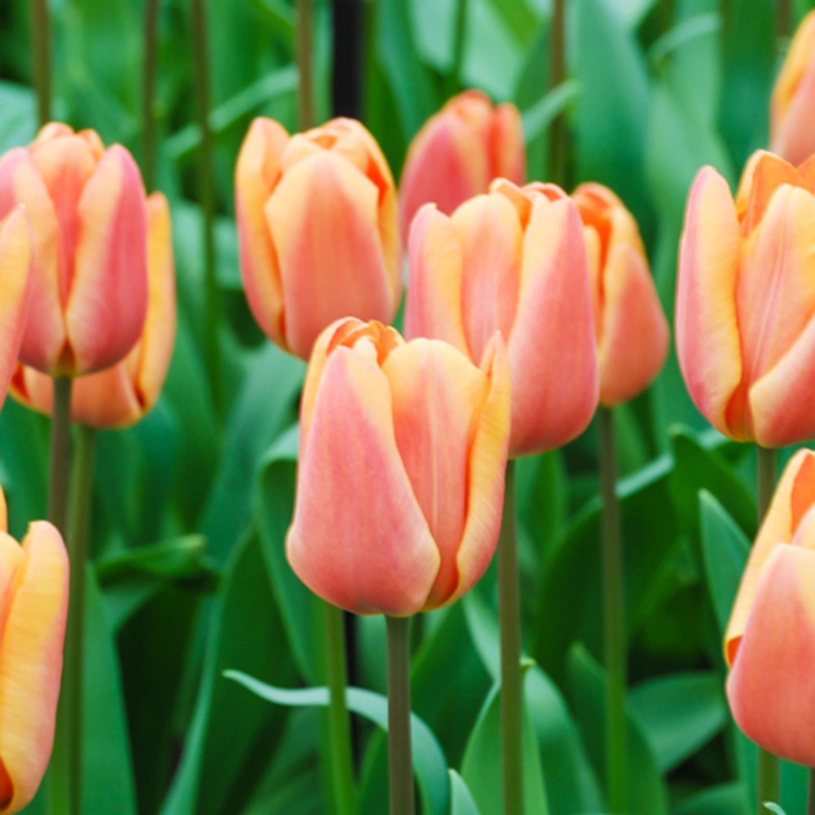YouGarden Tulip 'Apricot Fox' x24 bulbs