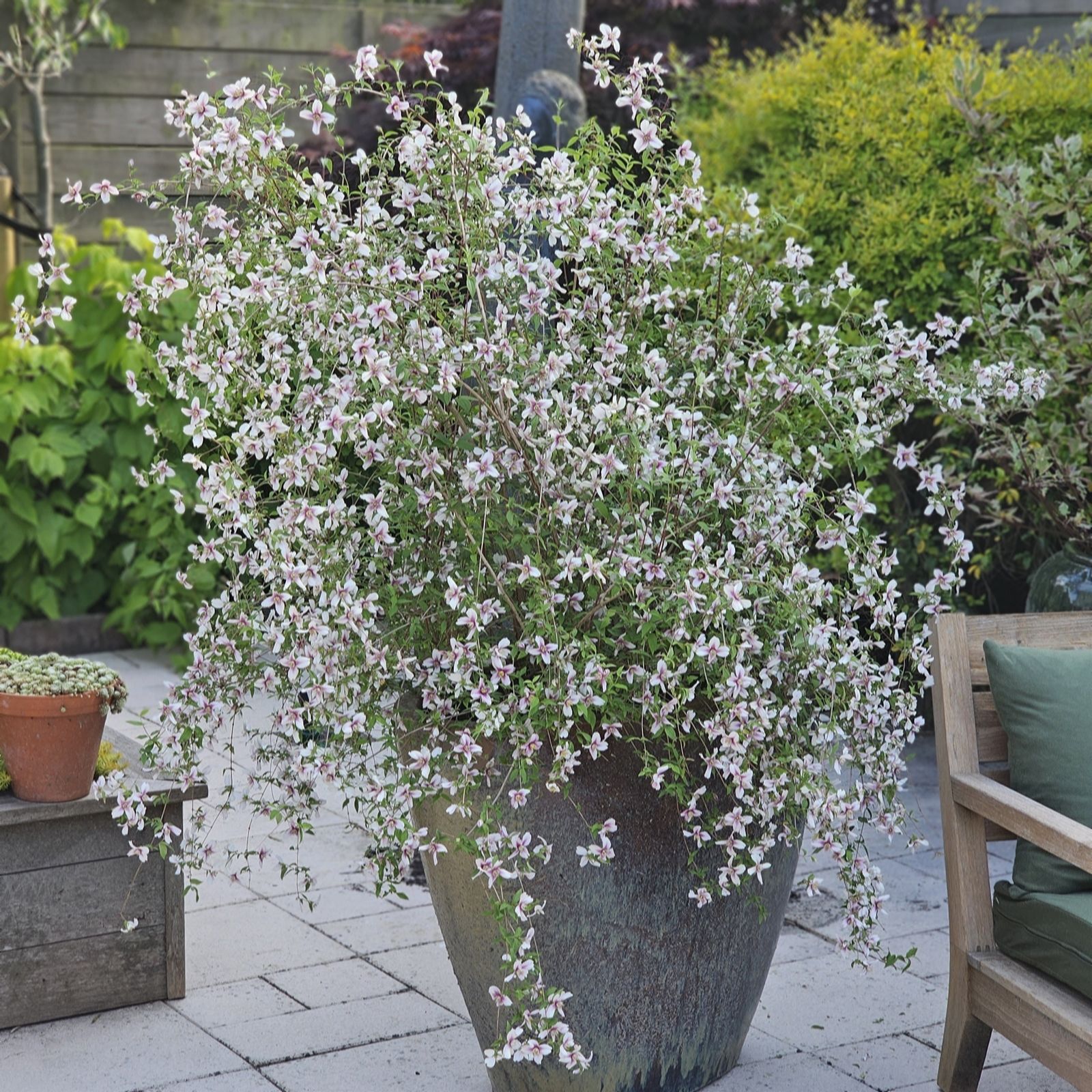 Thompson & Morgan Philadelphus Petite Perfume Pink 10 Litre Pot x 1