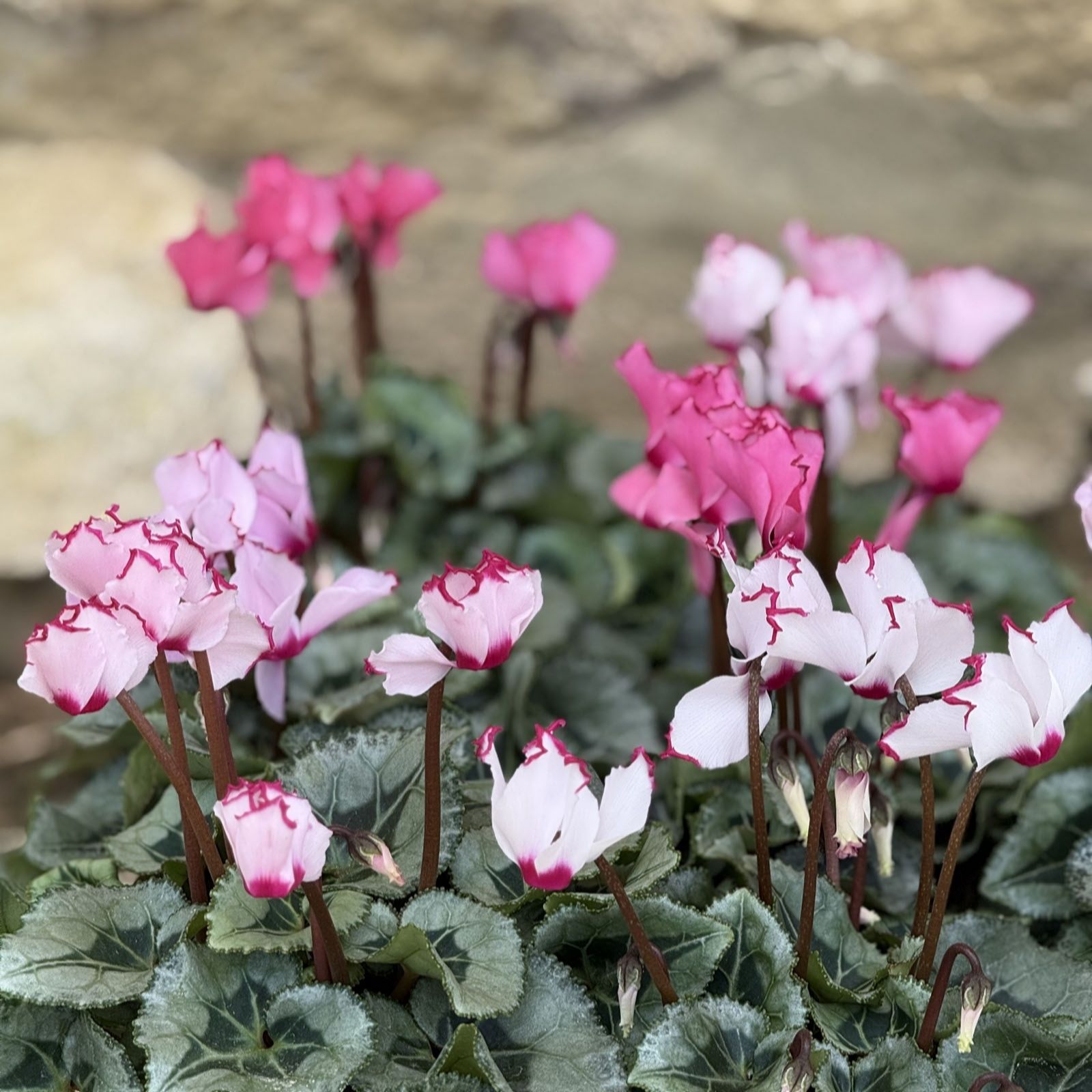 Plants2Gardens Picotee Cyclamen Collection 3 x 10.5cm