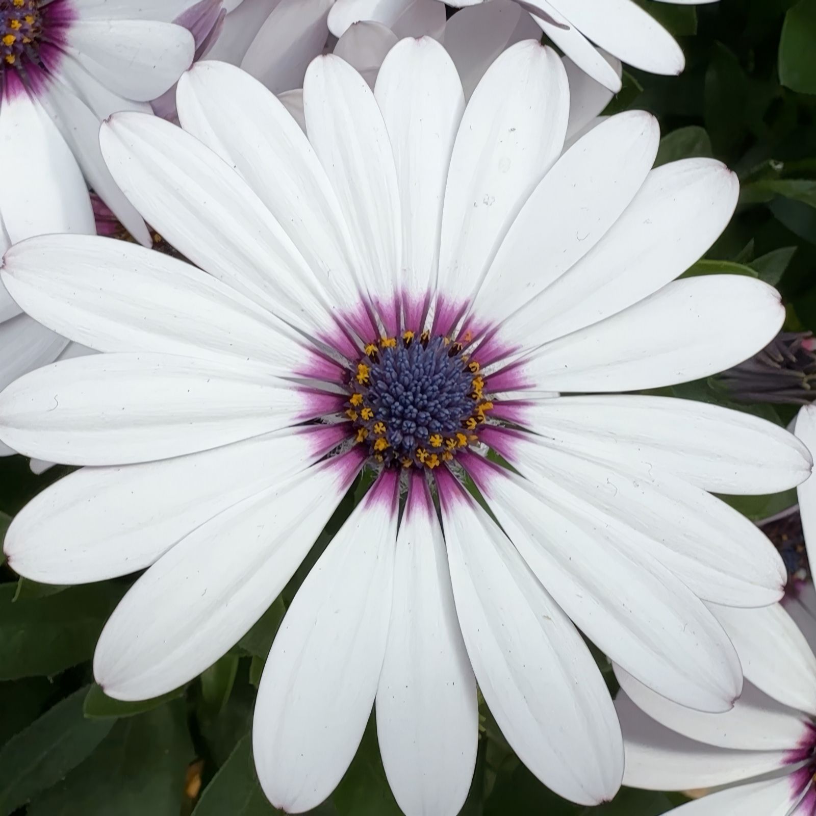 Richard Jackson Cape Daisy White