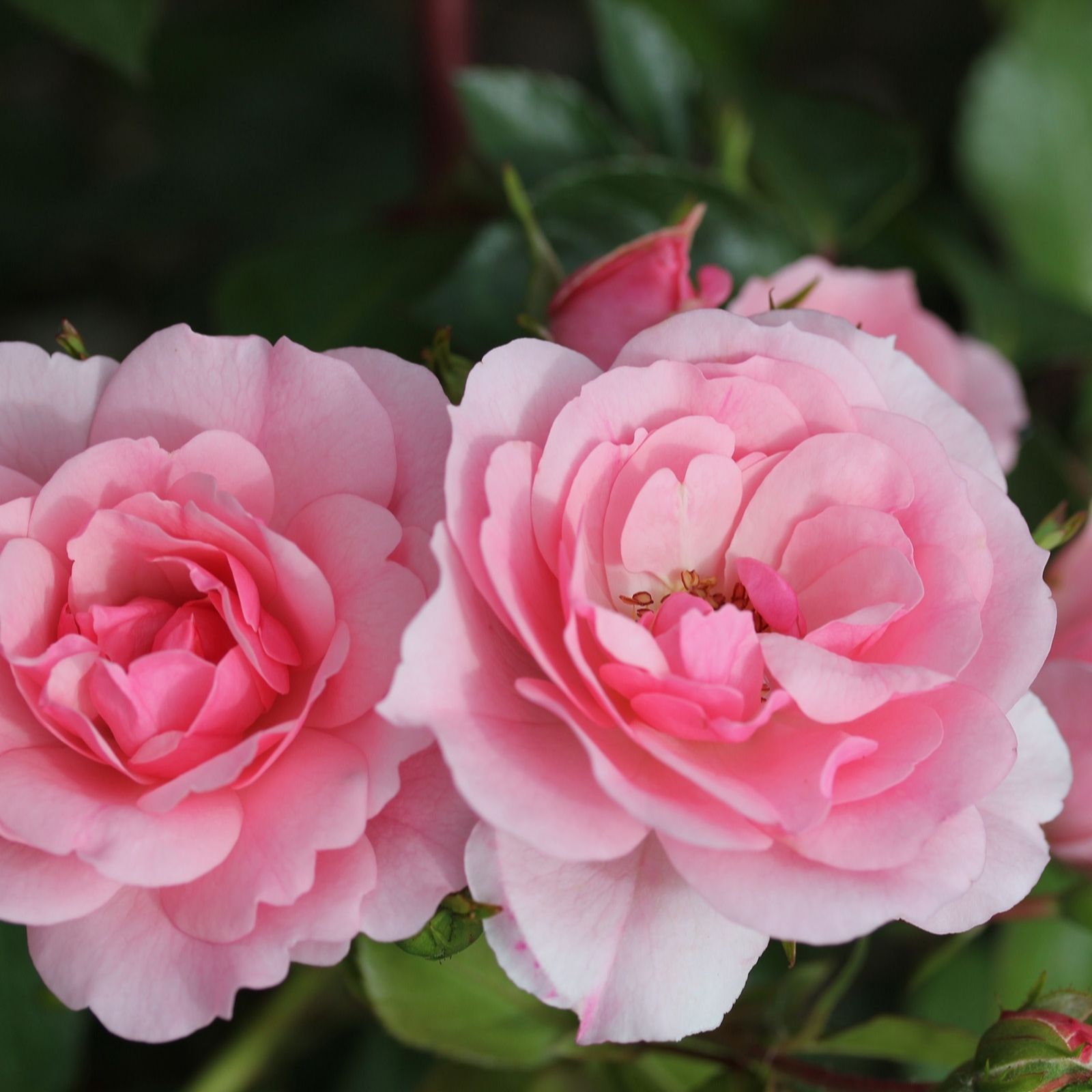 Plants2Gardens Bonica Standard Rose Bare Root