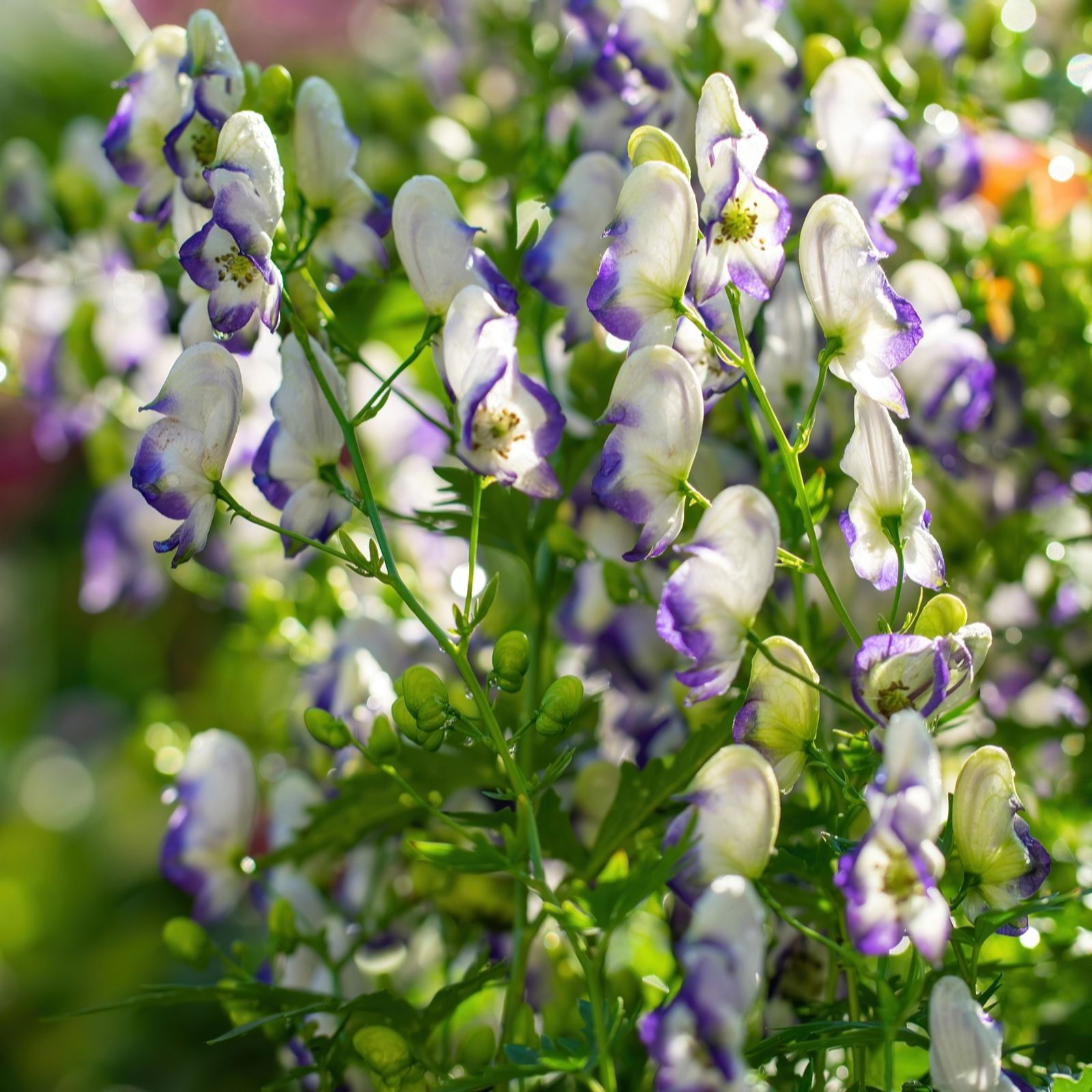 Plants2Gardens Aconitum Cammarum Bi Colour 3 x 9cm