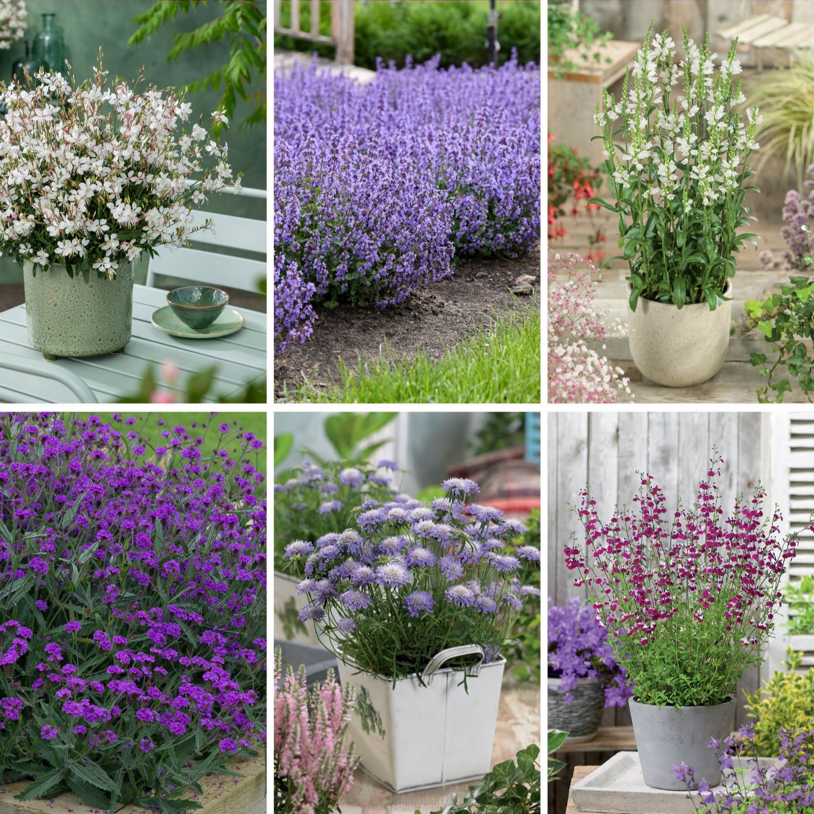 Plants2Gardens Perennial Collection 6 x 2ltr Plants