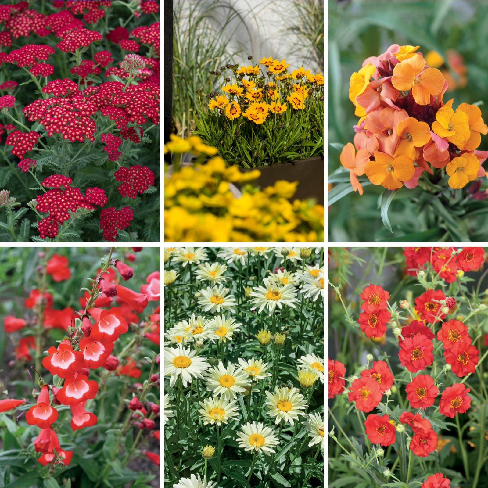 Plants2Gardens Perennial Collection 6 x 2ltr Plants