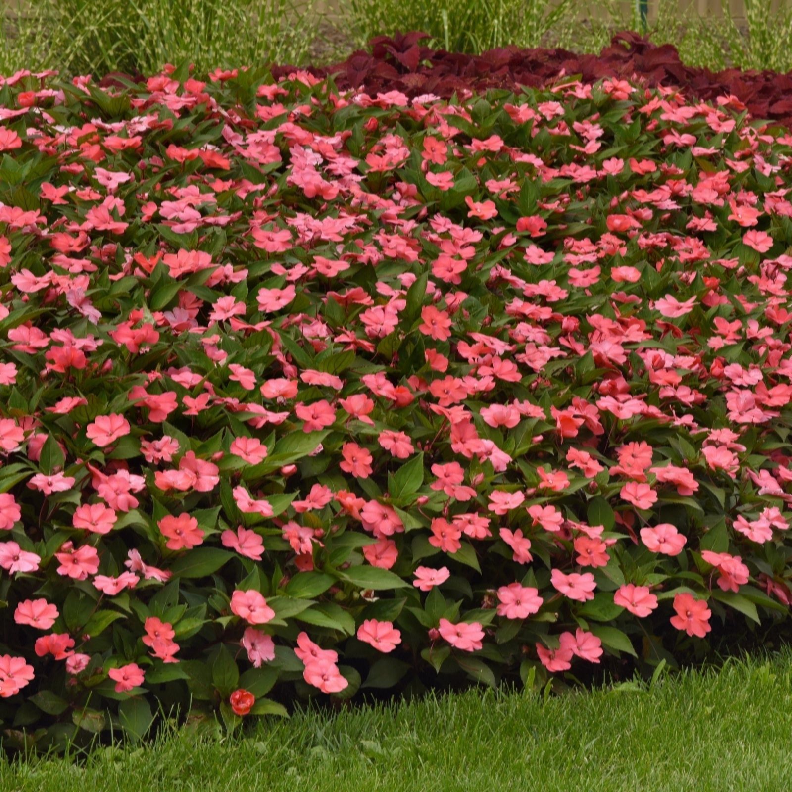 Thompson & Morgan Busy Lizzie Solarscape Mix Garden Ready x 12