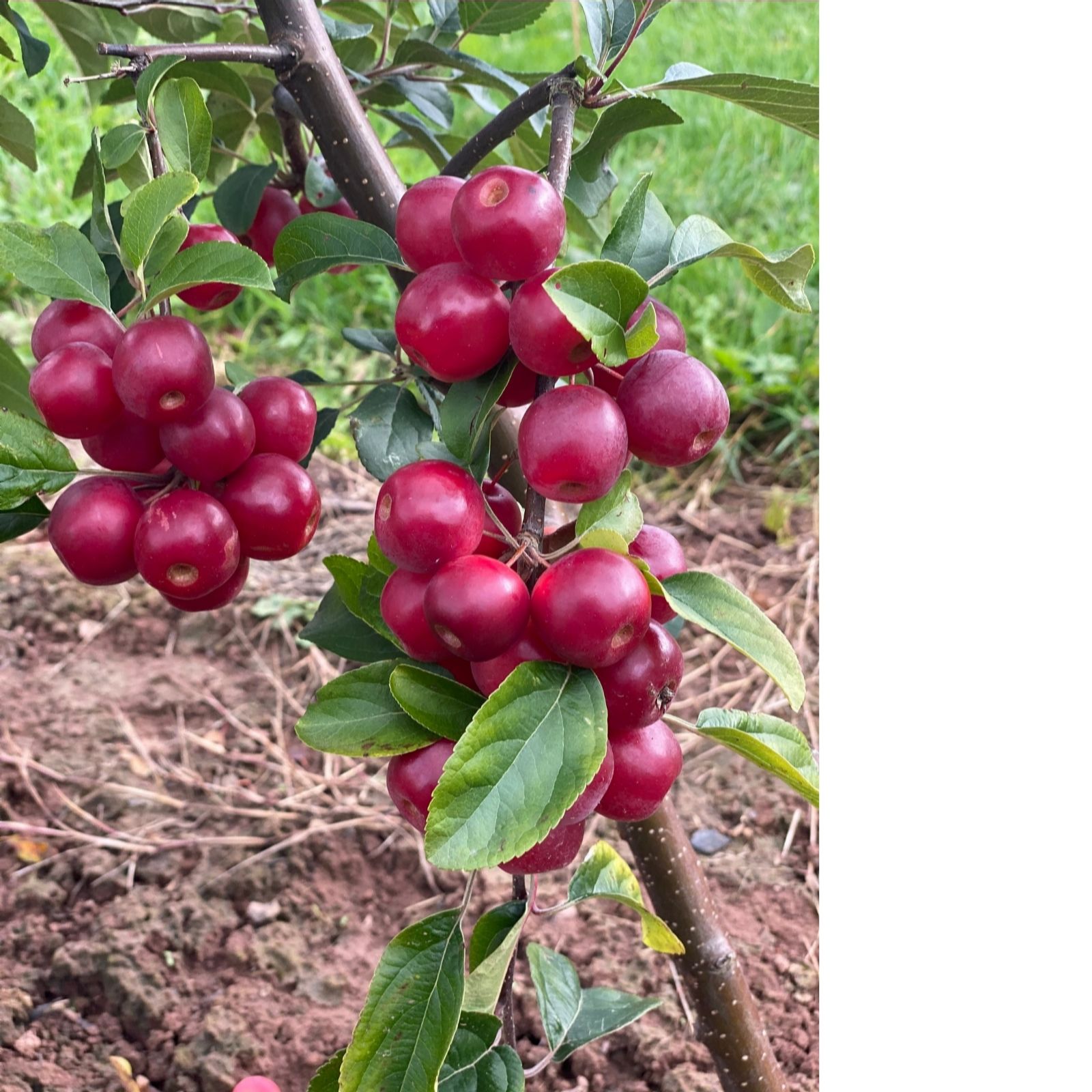 Frank P Matthews Malus Gorgeous in 12 Litre Container