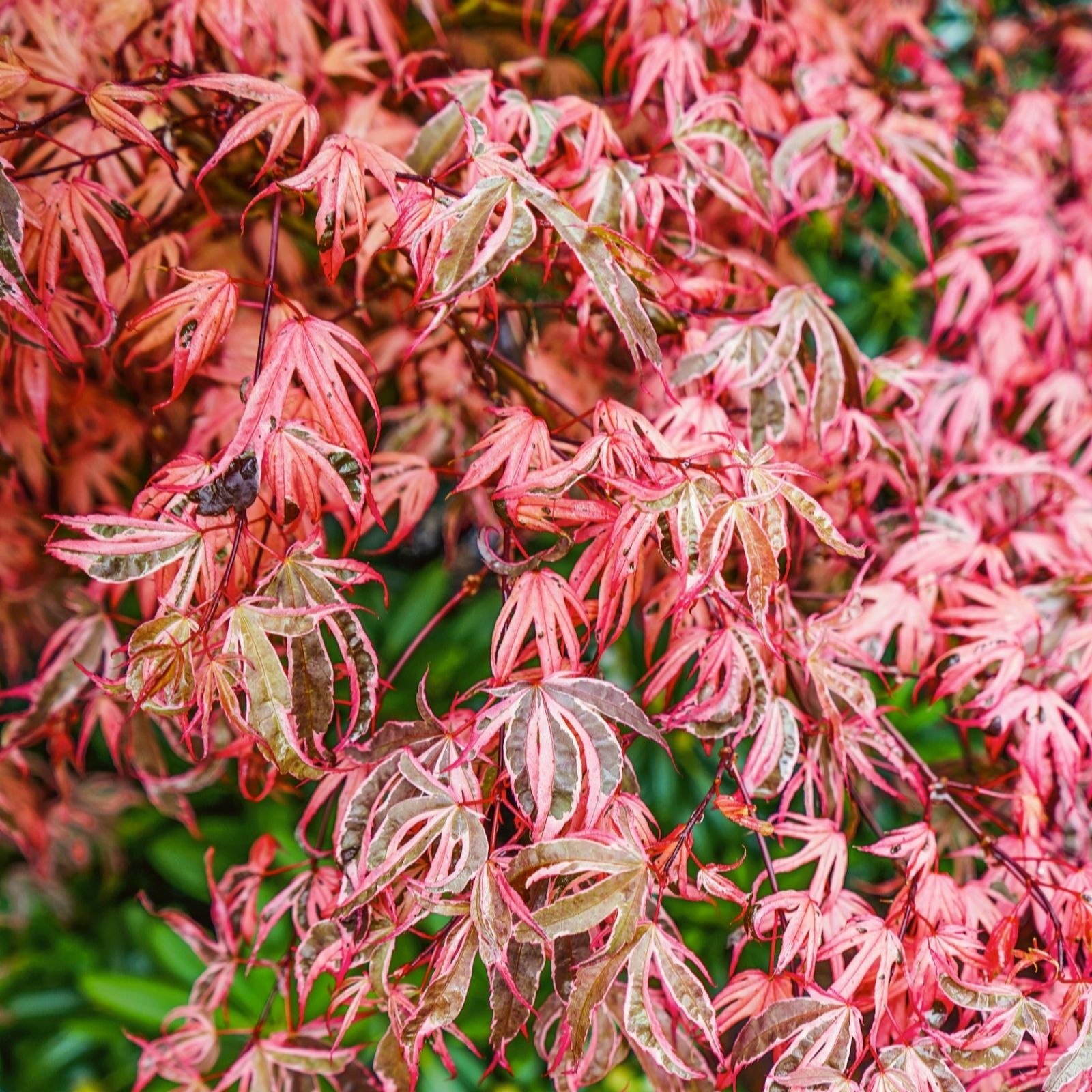 Plants2Gardens Acer Phoenix 4.5ltr