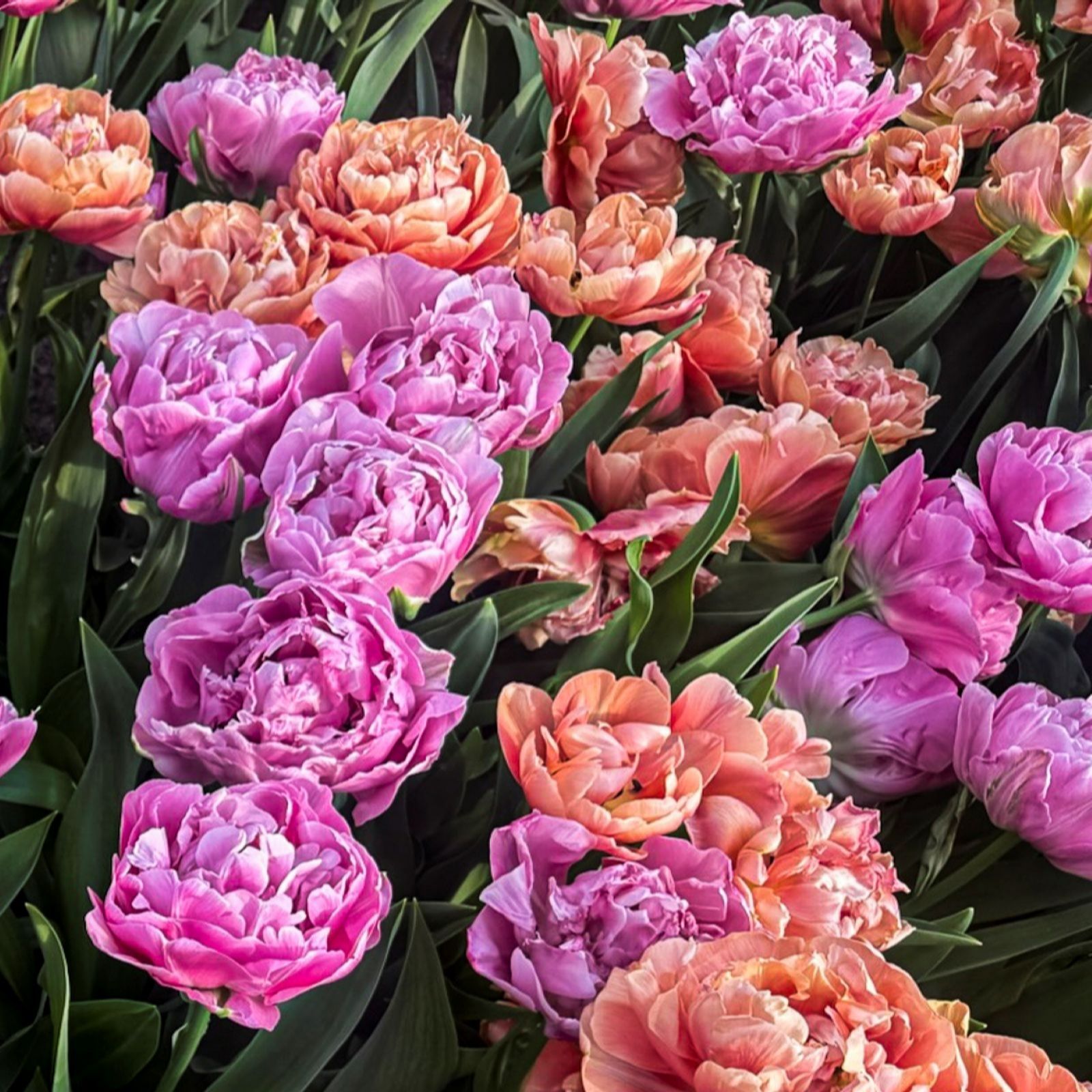 Thompson & Morgan Tulip Sensational Sorbet Mixed Collection 16 Bulbs