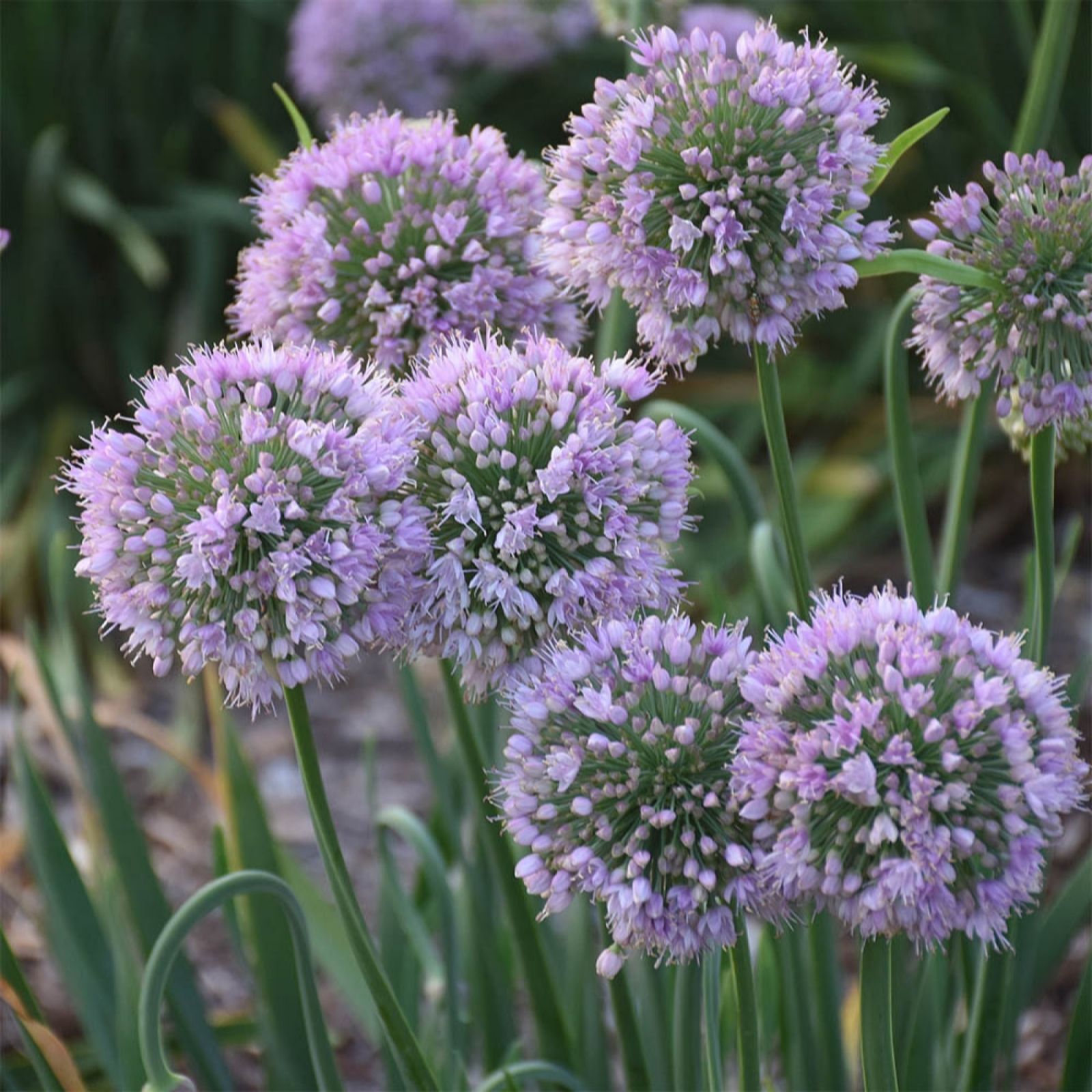 YouGarden Allium Bubblebath 9cm Pots x3