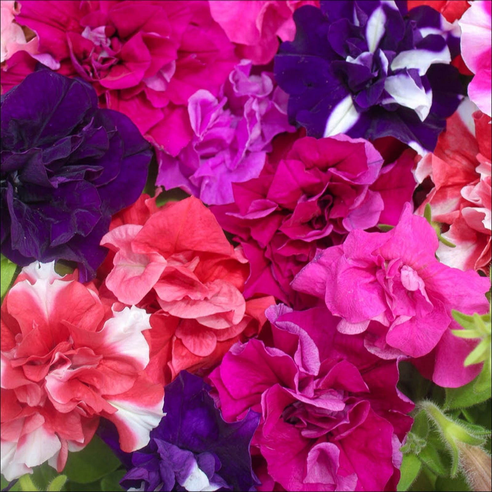 YouGarden Petunia 'Bolero' Double Flowering Garden Ready Plants x20