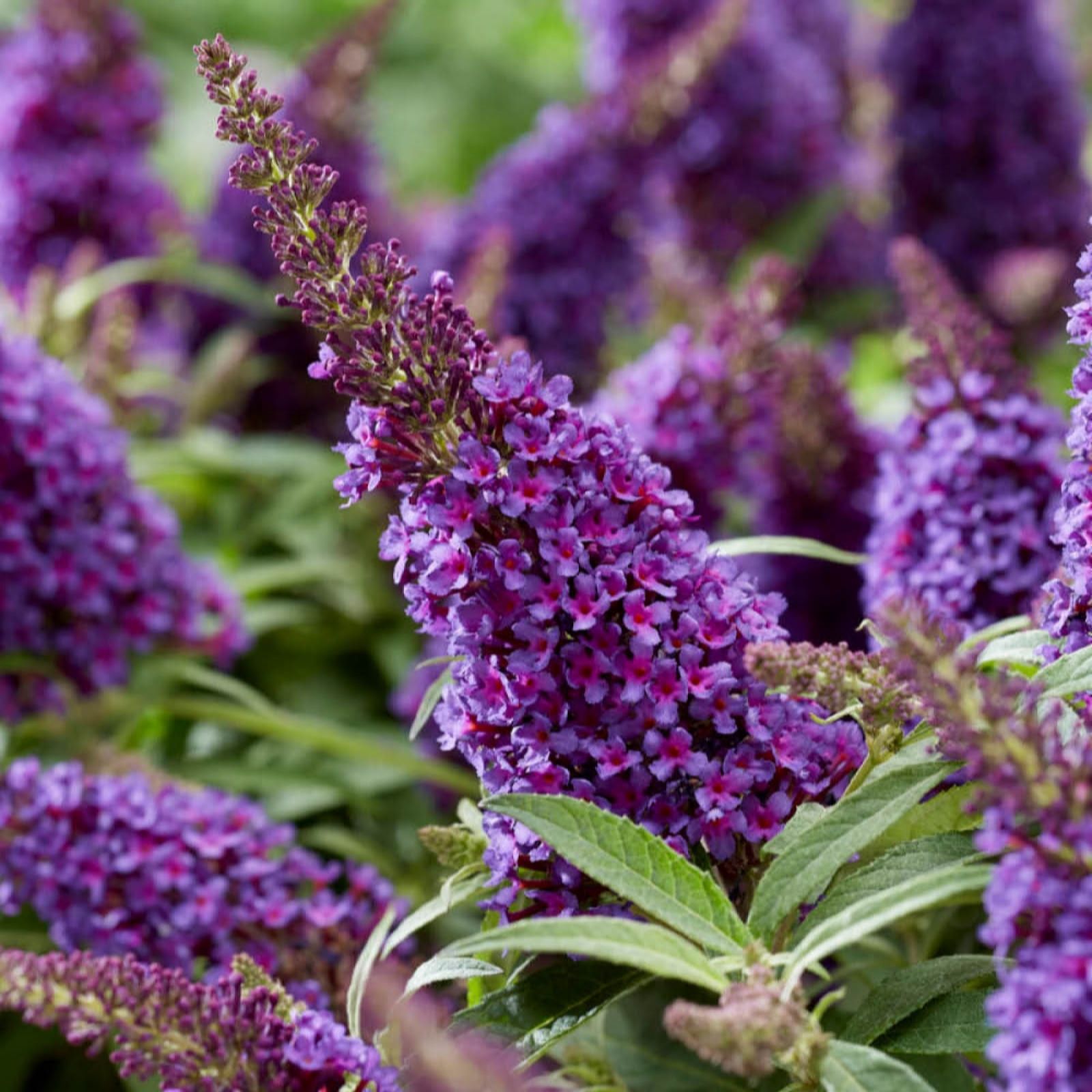 YouGarden Pair of Buddleia Butterfy Candy 'Little Purple' in 18cm Pots