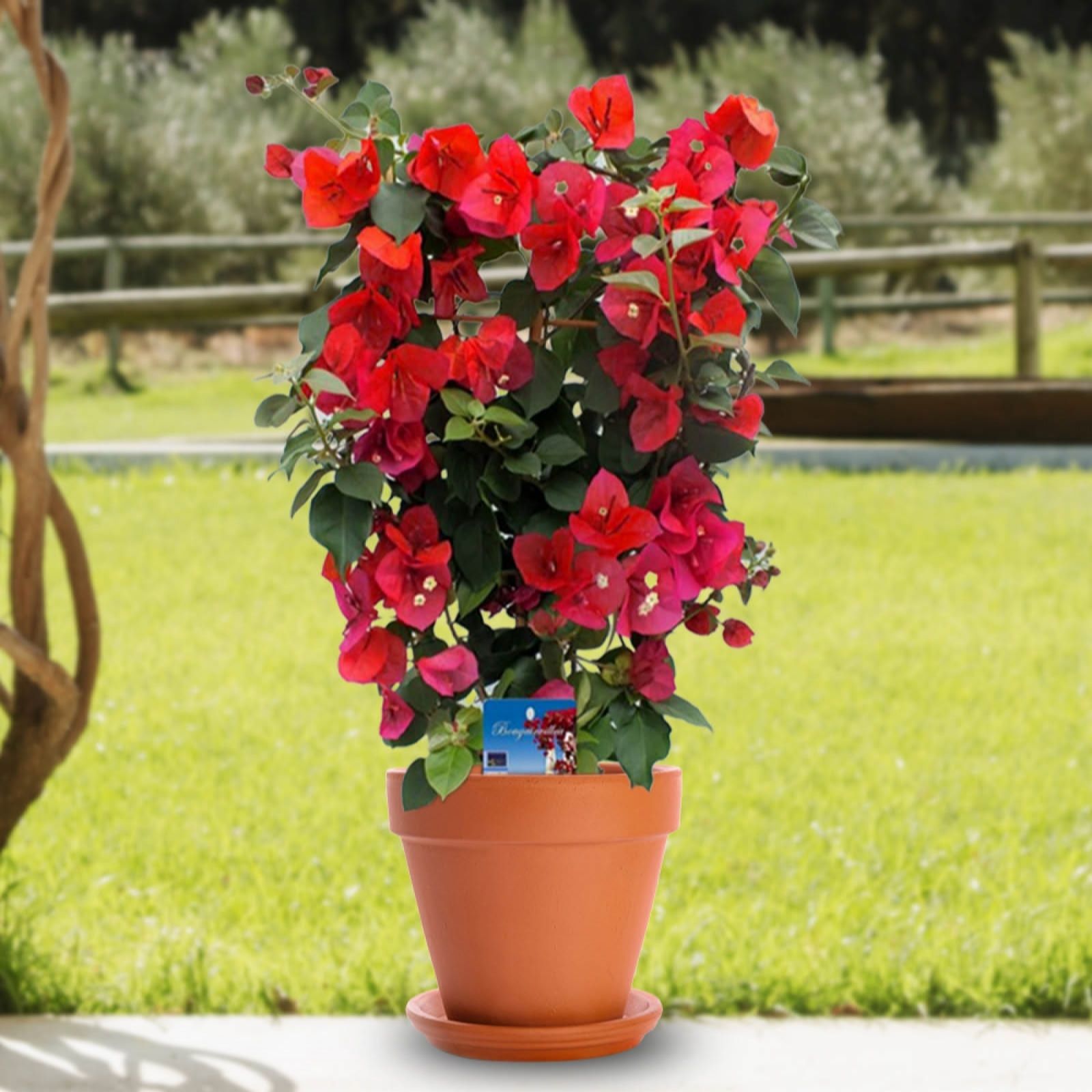 YouGarden Bougainvillea Trellis in  17cm Pot x1