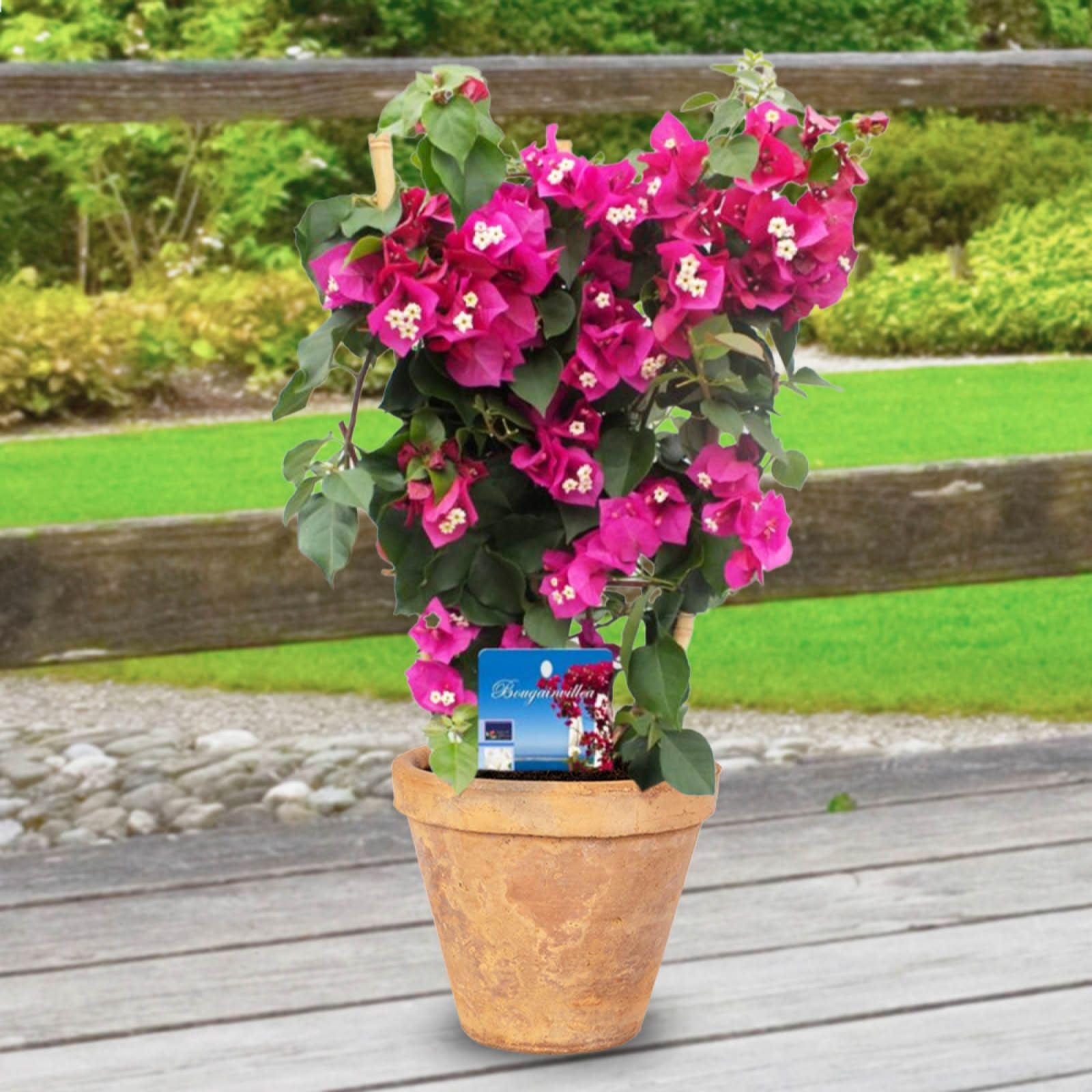 YouGarden Bougainvillea Trellis in  17cm Pot x1