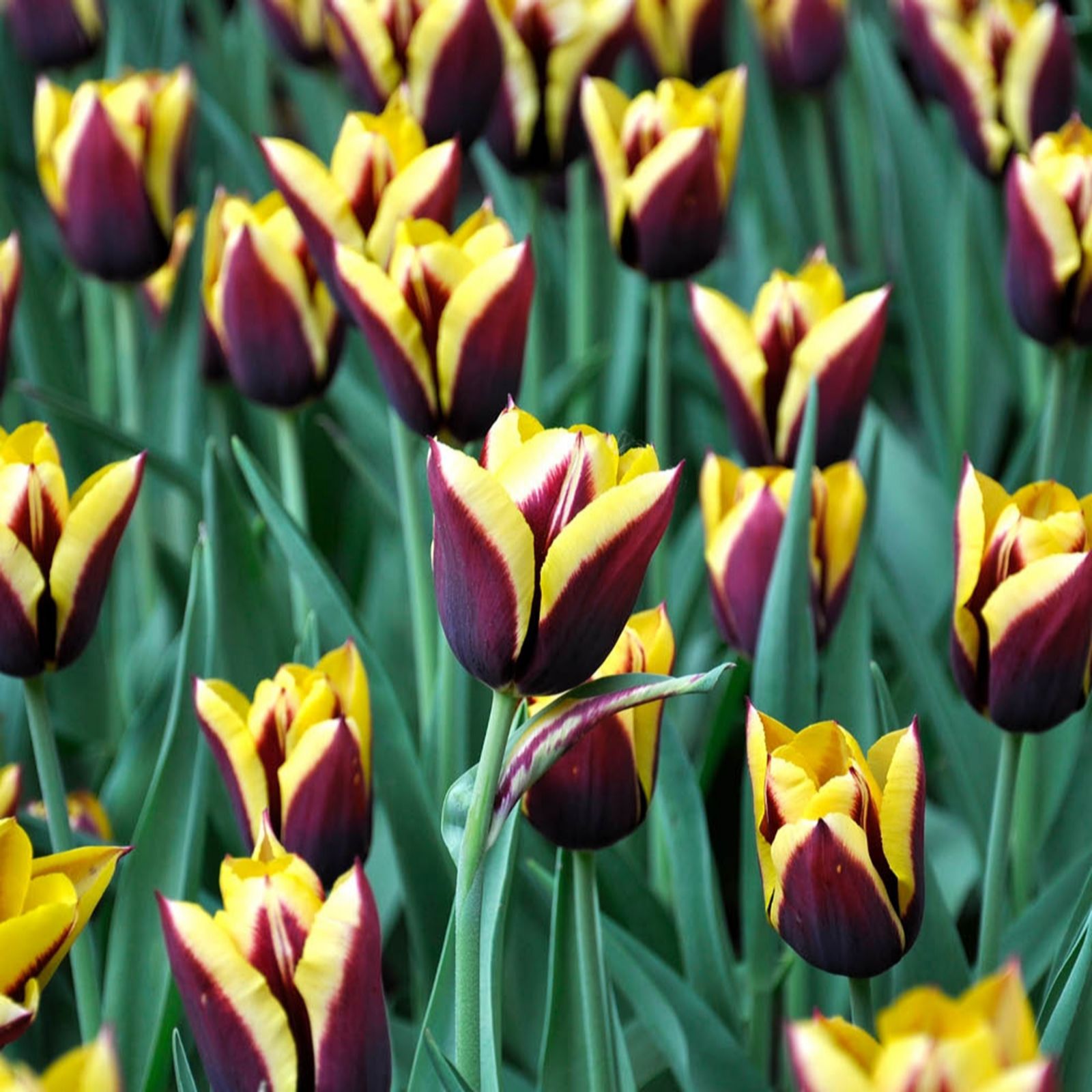 YouGarden Tulips 'Gavota' x24 bulbs